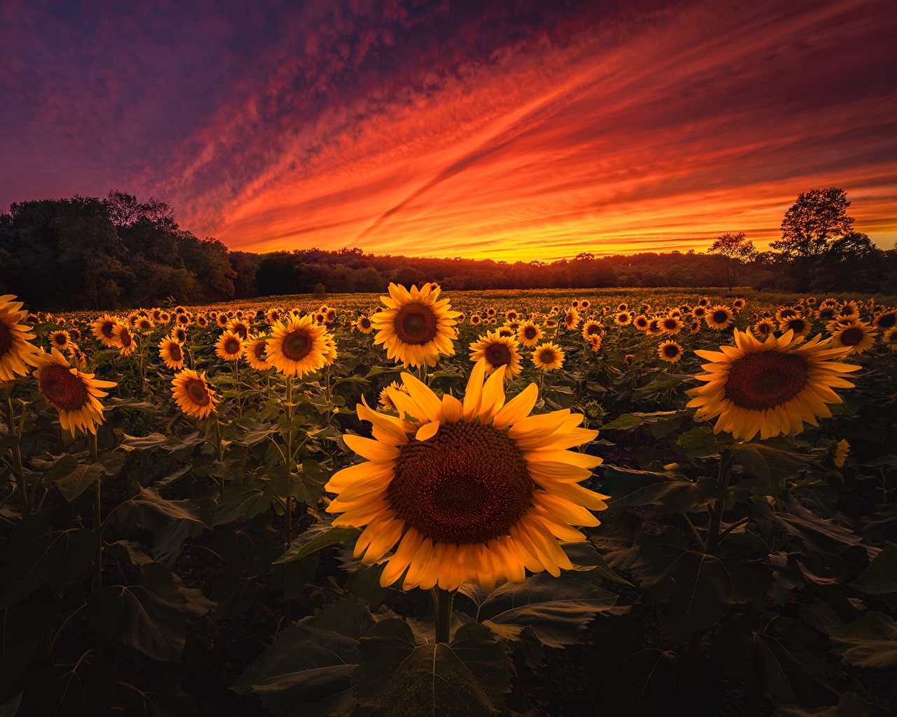 Sunflower - HD Wallpaper 