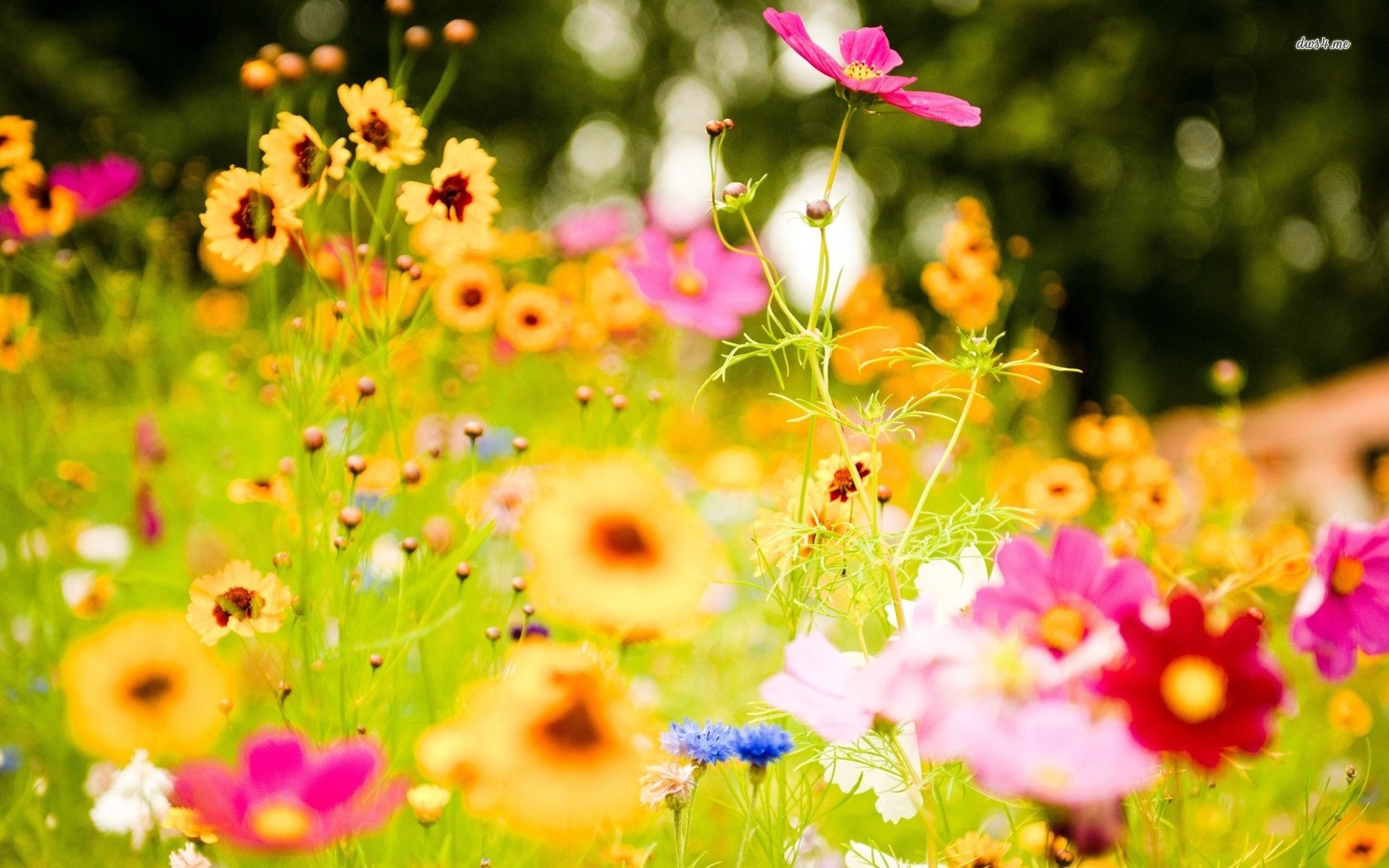Wild Flower Background Hd - HD Wallpaper 