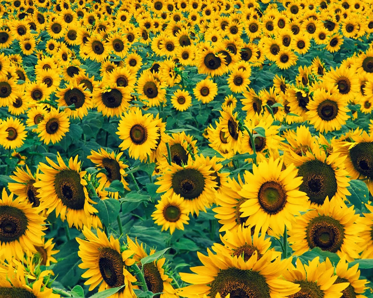 Flower The Color Yellow - HD Wallpaper 