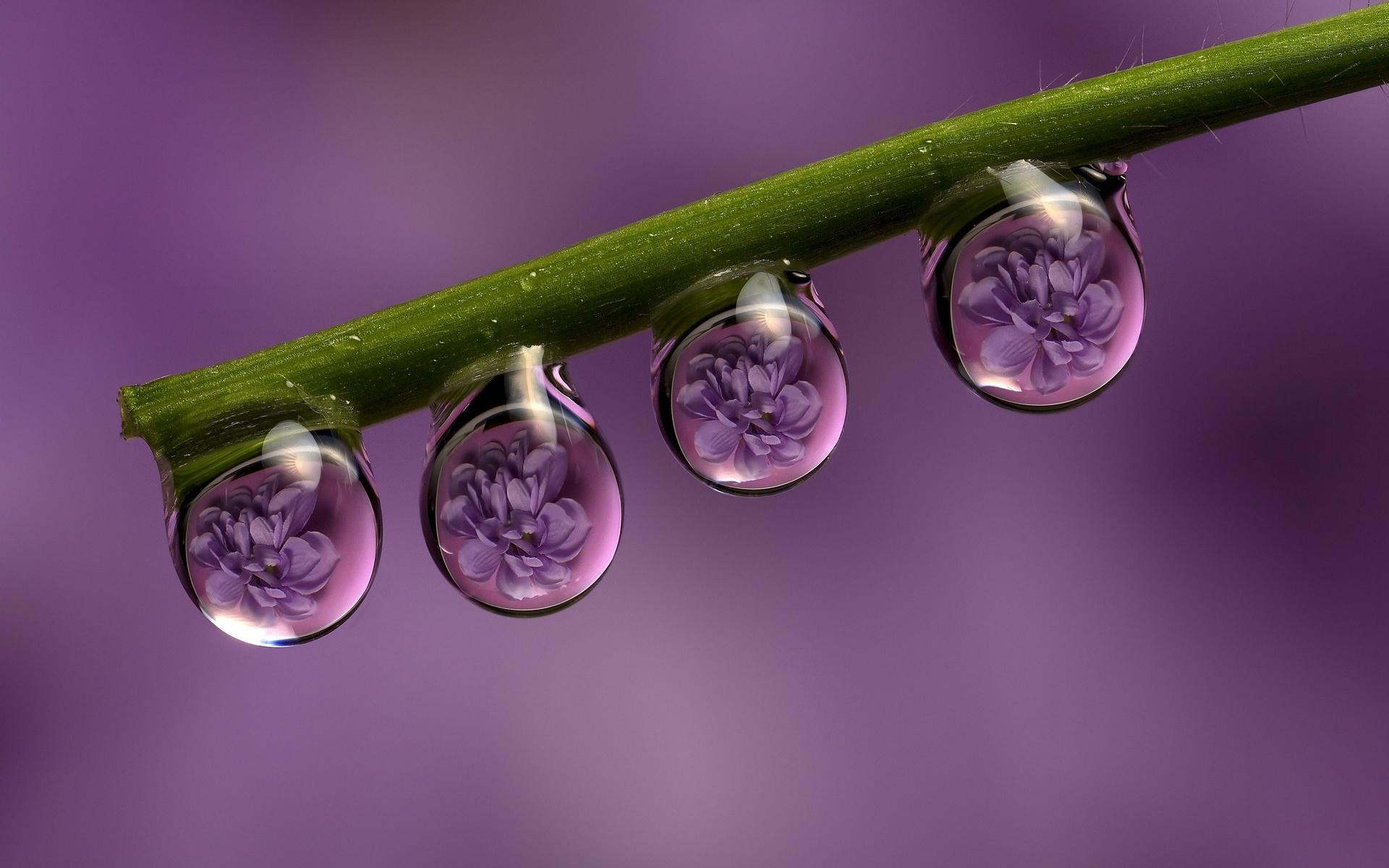 Hd Reflection Nature Plants Leaves Drops Flowers Close - Flowers In Water Drops - HD Wallpaper 
