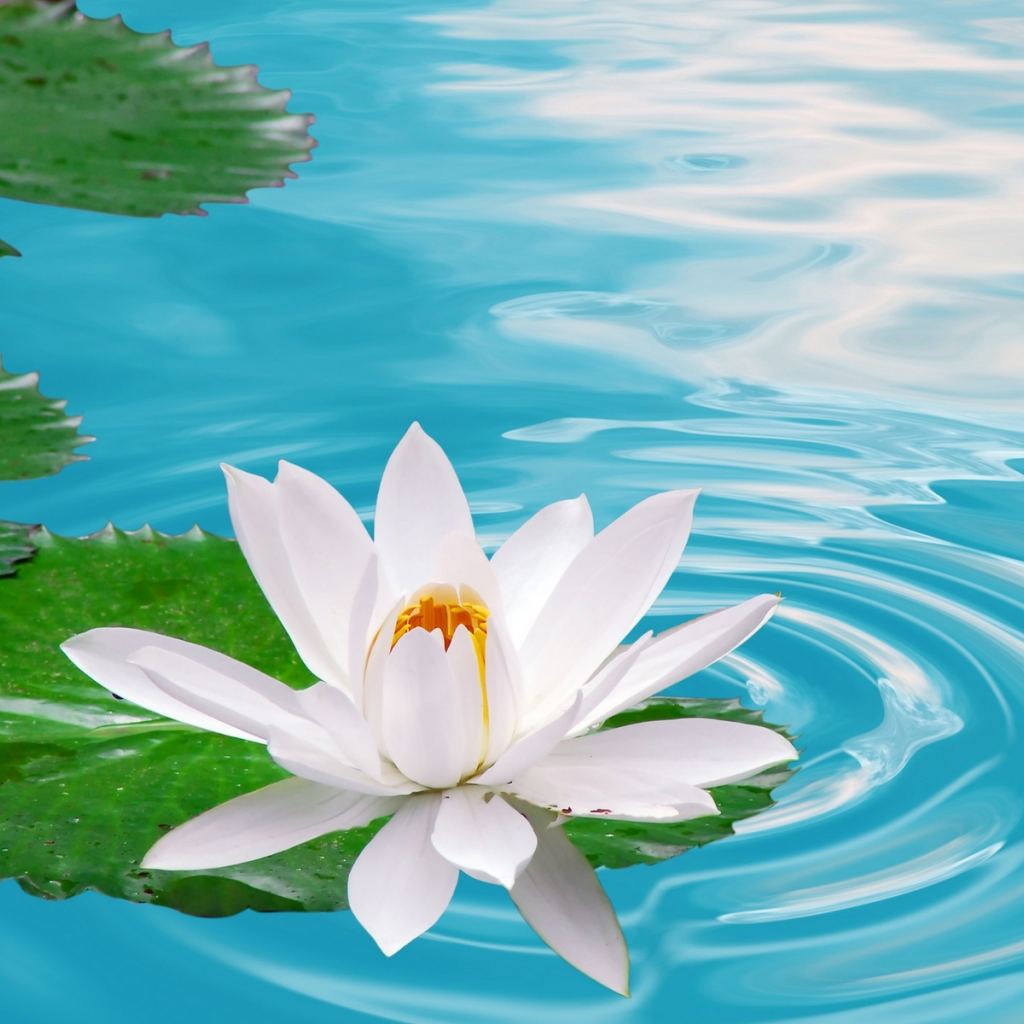 3176295987 3d White Lotus Flower Wallpaper Hd Picture - Flower Real Images Hd Download - HD Wallpaper 