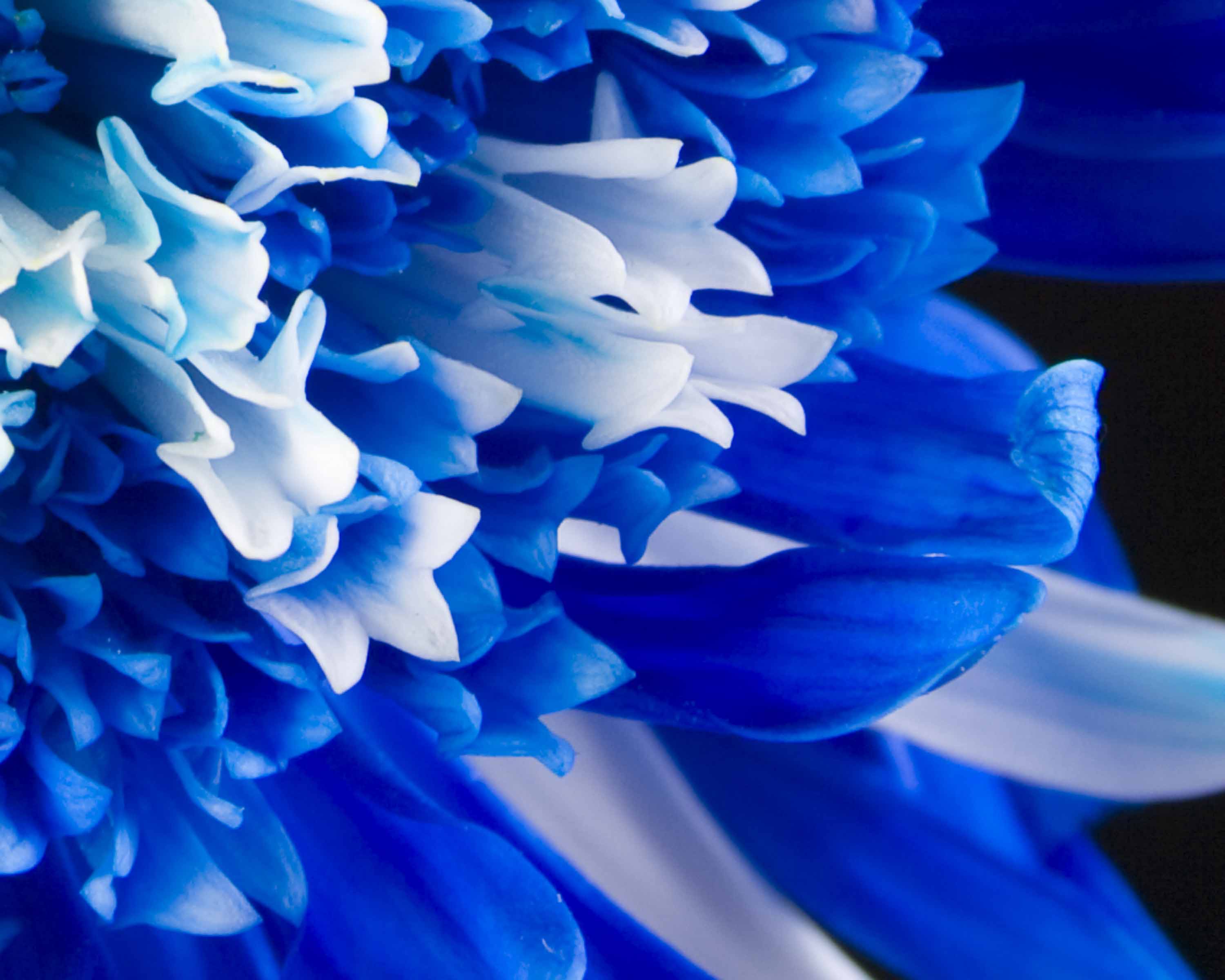 Blue Flowers Hd - HD Wallpaper 