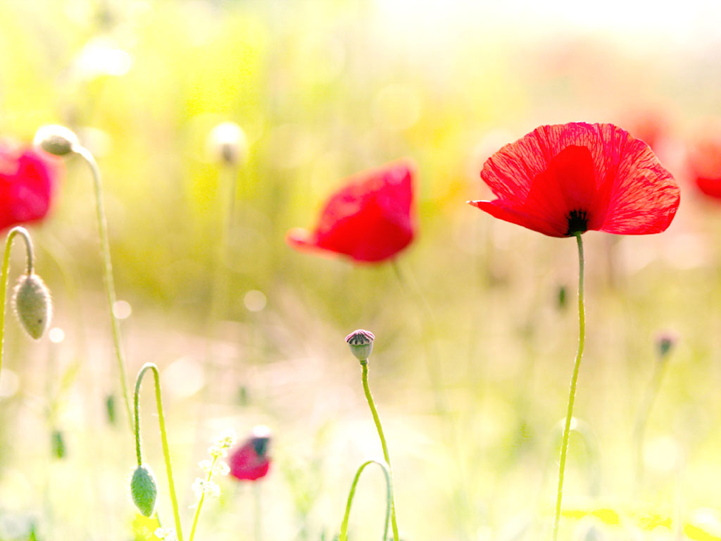 Poppy Flower Screensaver - HD Wallpaper 