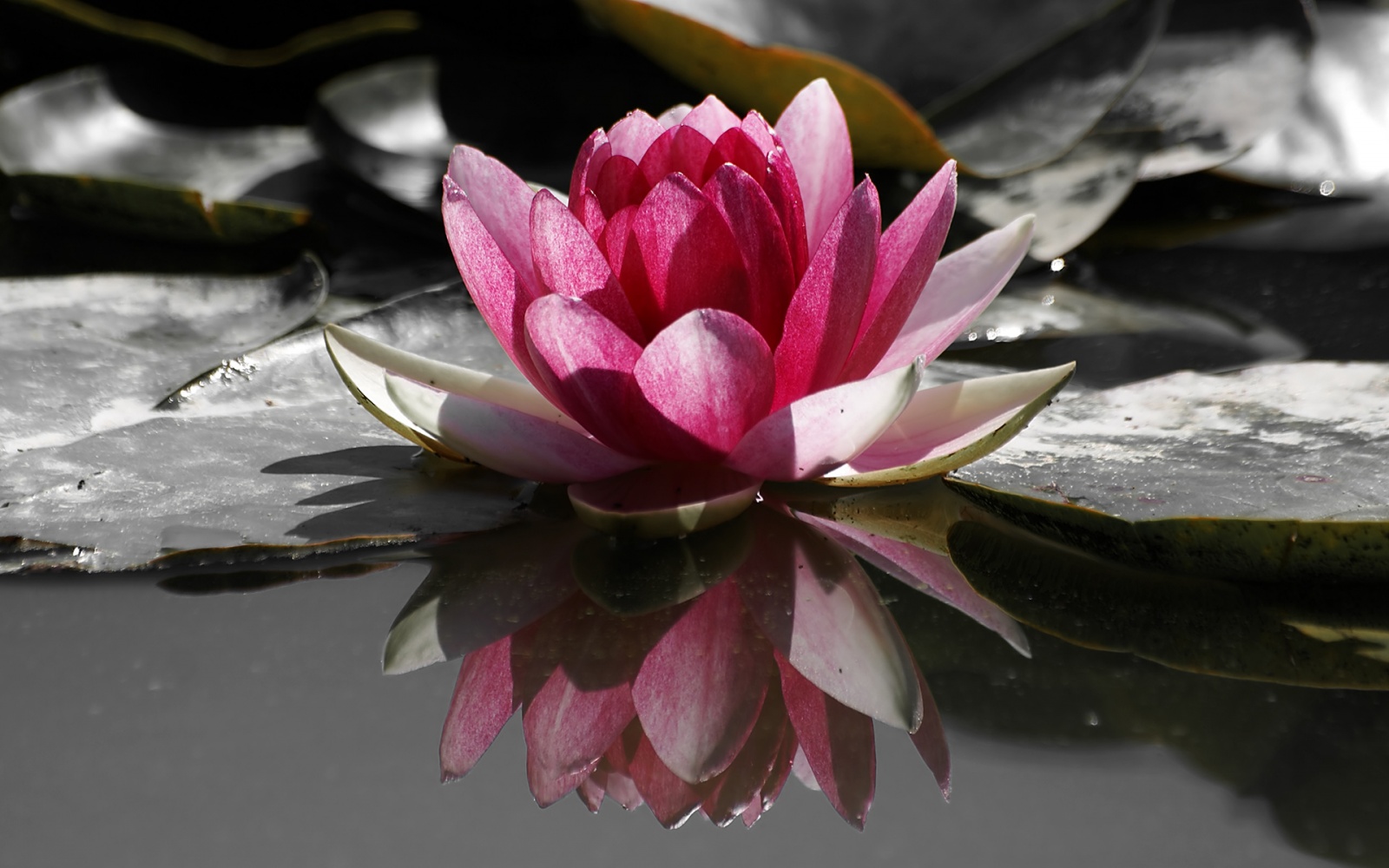 Water Lily Windows 7 Flowers Wallpaper - Water Lily Reflection - HD Wallpaper 
