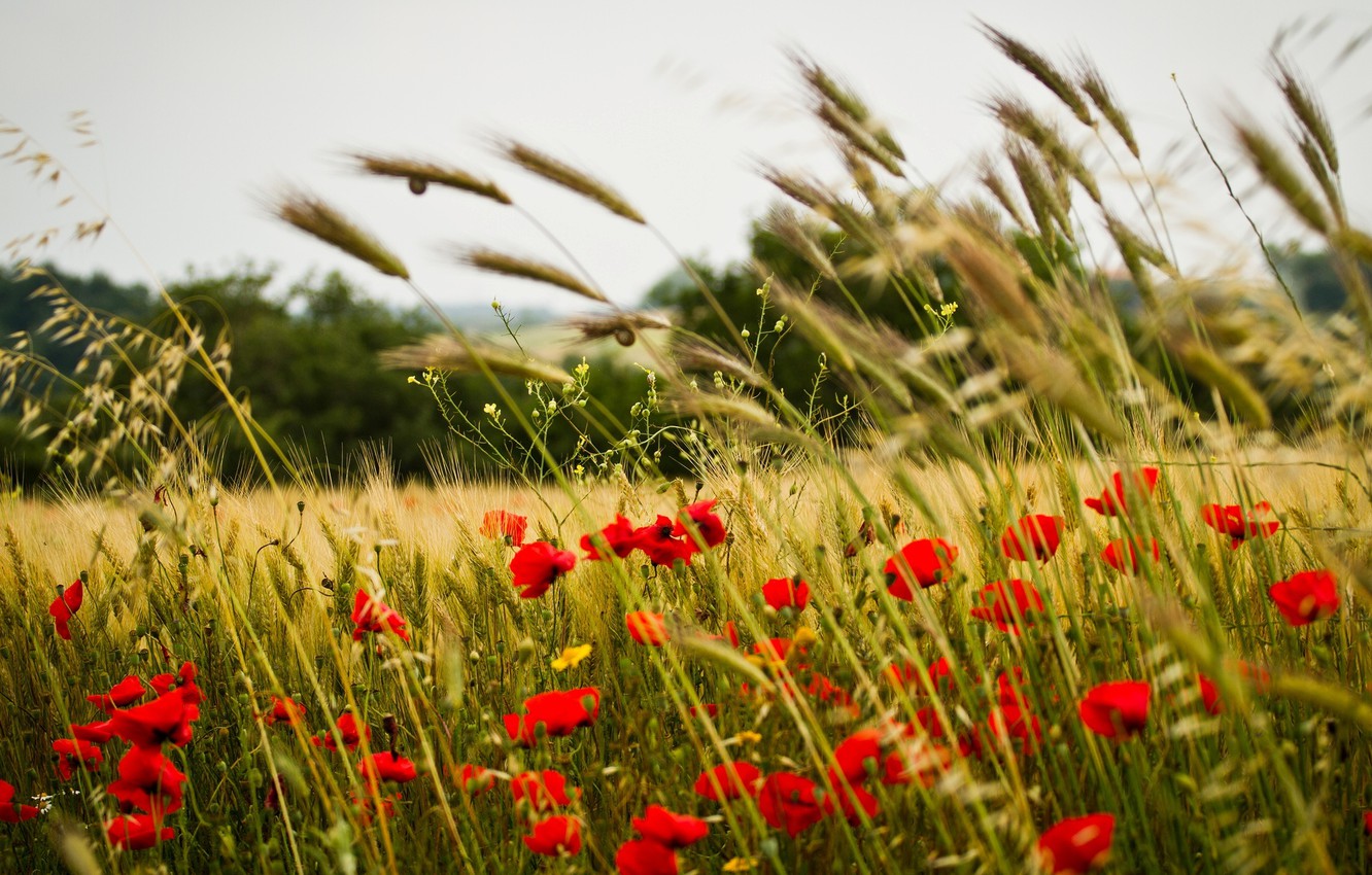 Photo Wallpaper Wheat, Field, Flowers, Background, - Field Flower Bouquet With Spike - HD Wallpaper 