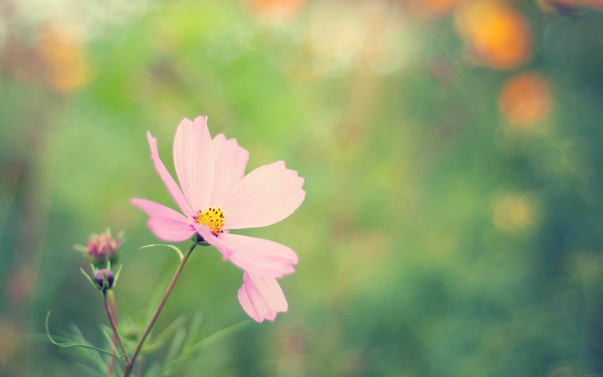 Fresh Flowers And Grass Hd Wallpaper - 一 花 一 世界 一 叶 一 菩提 - HD Wallpaper 