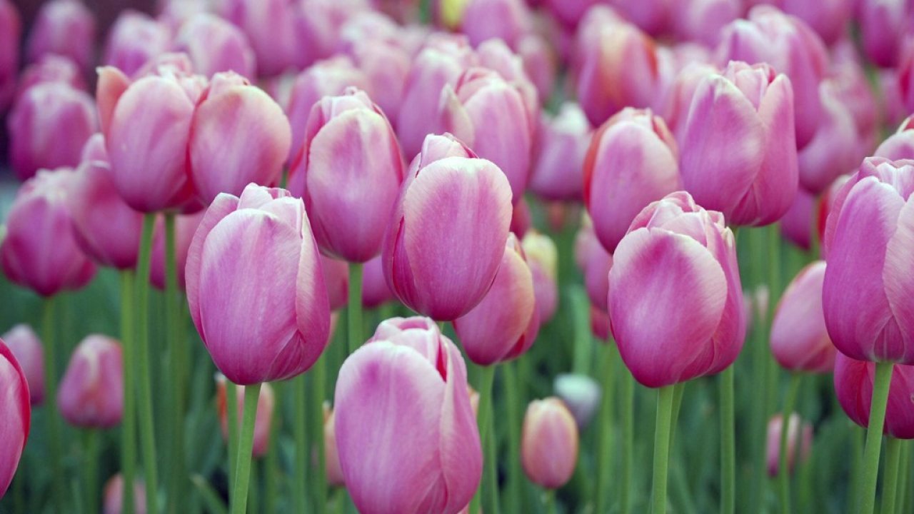 Beautiful, Nature, Spring, Flowers, High, Definition, - Hd Full Screen Flowers - HD Wallpaper 