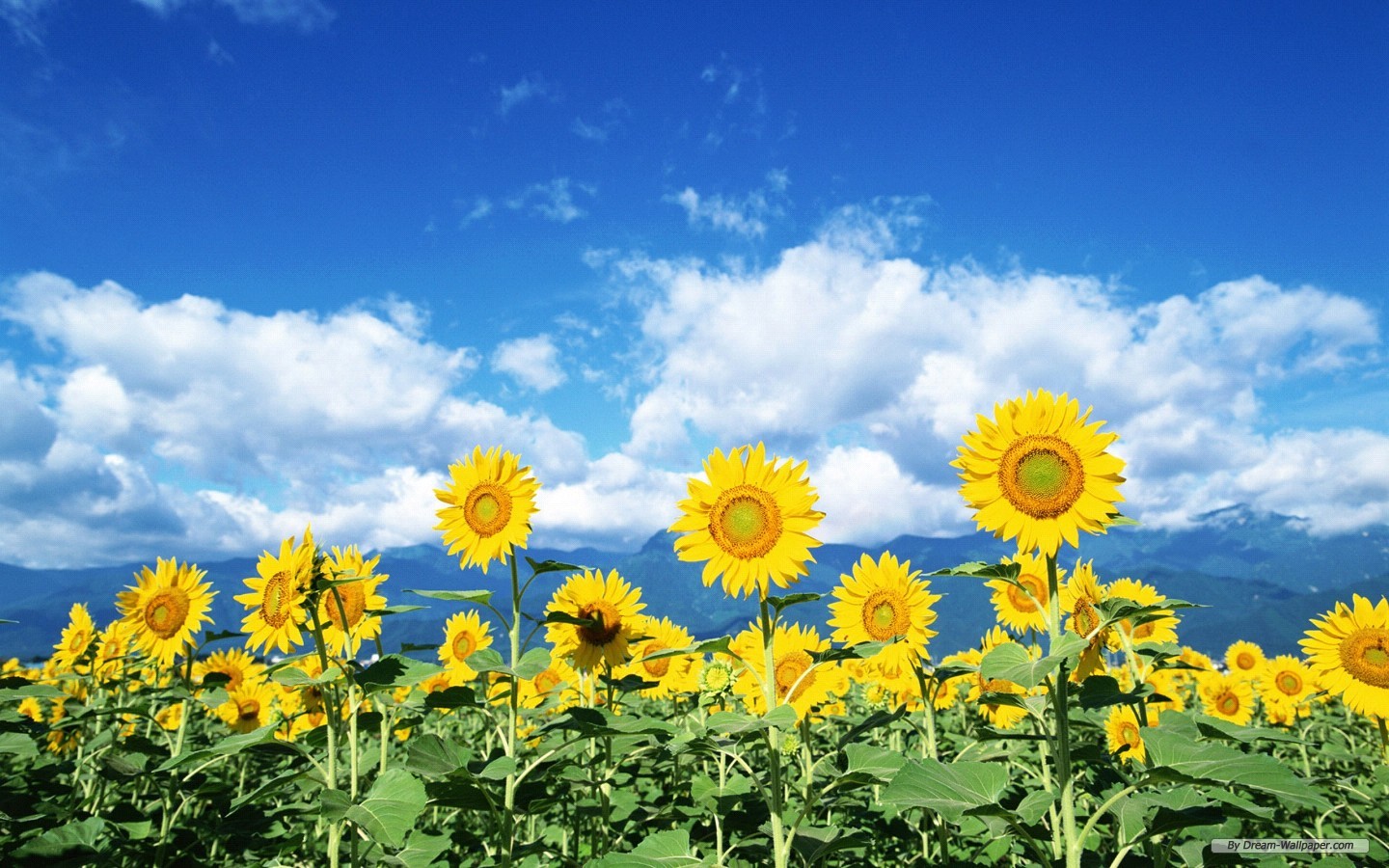 Free Flower Wallpaper - Sunflower Wallpaper Free - HD Wallpaper 