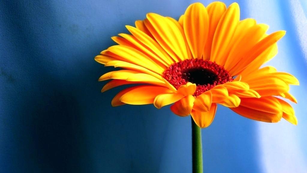 Flowers For Desktop Wallpaper Yellow Flowers Wallpaper - Flower Wallpaper Hd - HD Wallpaper 