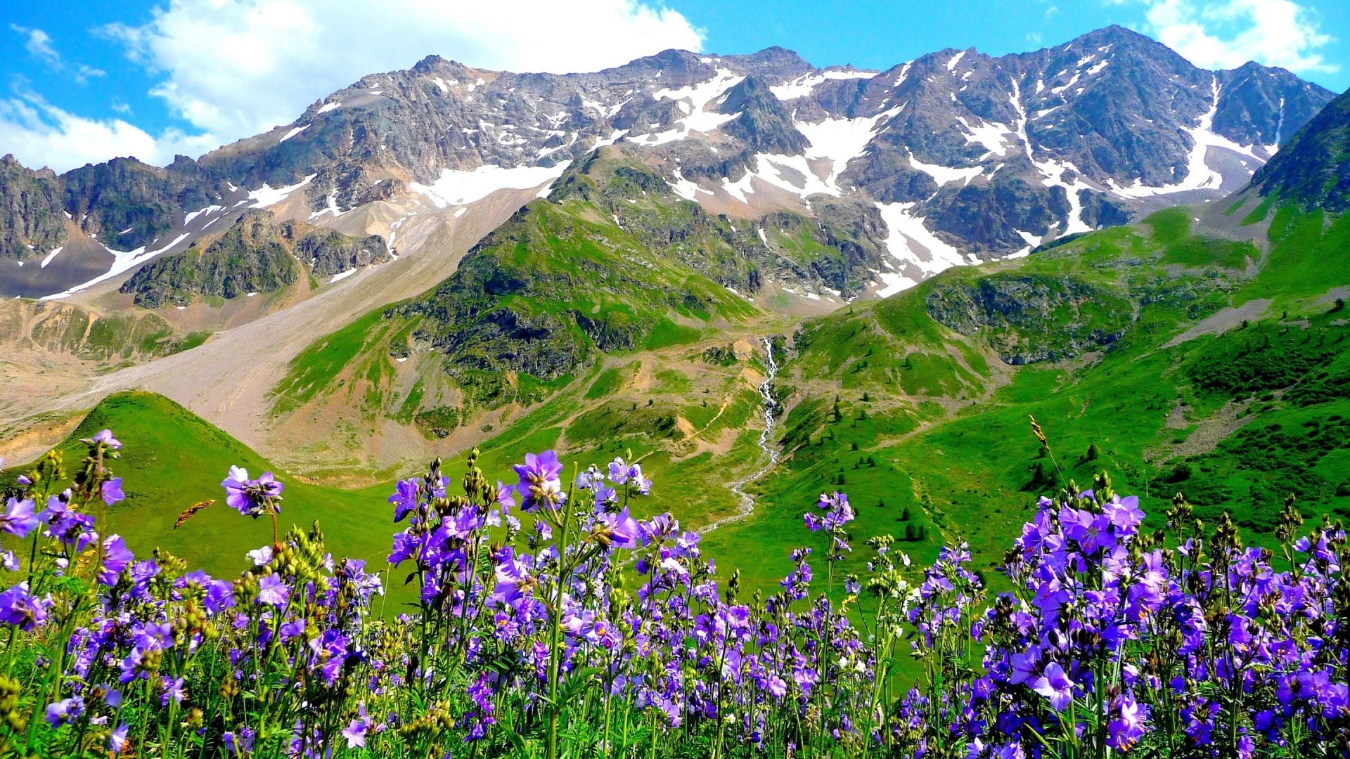 Purple Mountain Flowers - HD Wallpaper 