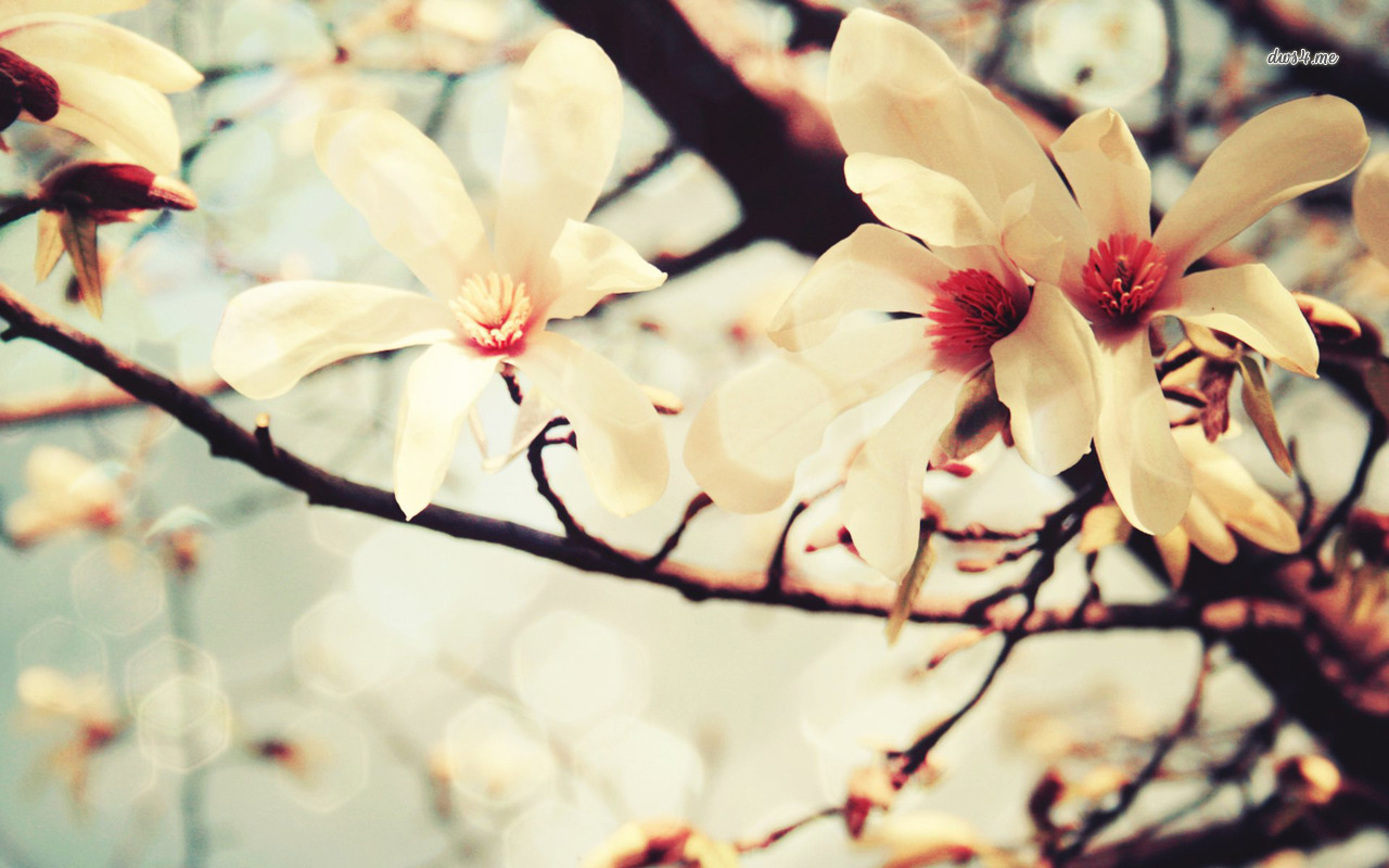 White Wallpaper Magnolia Tree - HD Wallpaper 