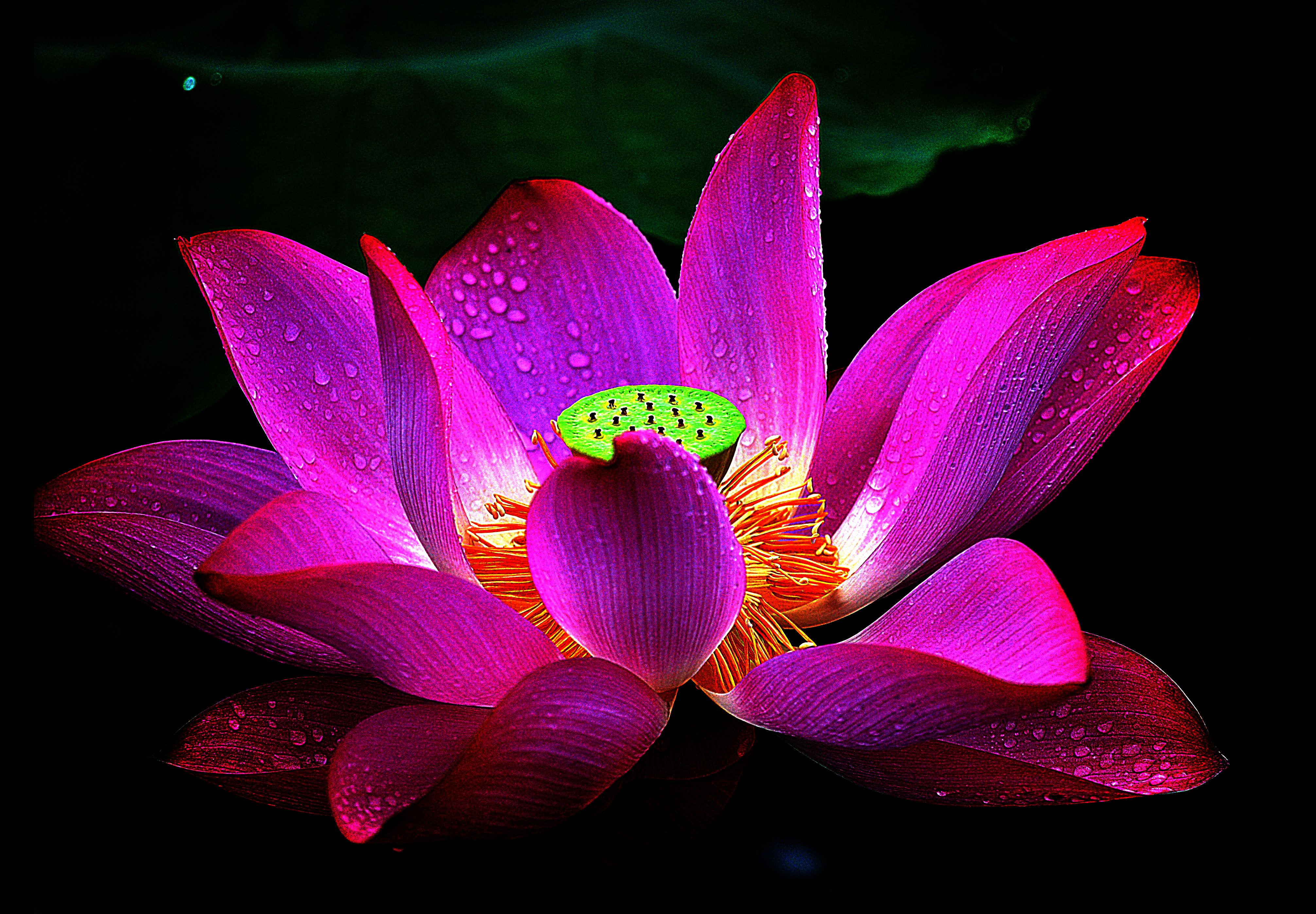 Purple Lotus Flower Wallpaper Desktop Background White, - 4024x2796 Wallpaper Purple Lotus Flower Wallpaper Desktop Background White, - 4024x2796 Wallpaper