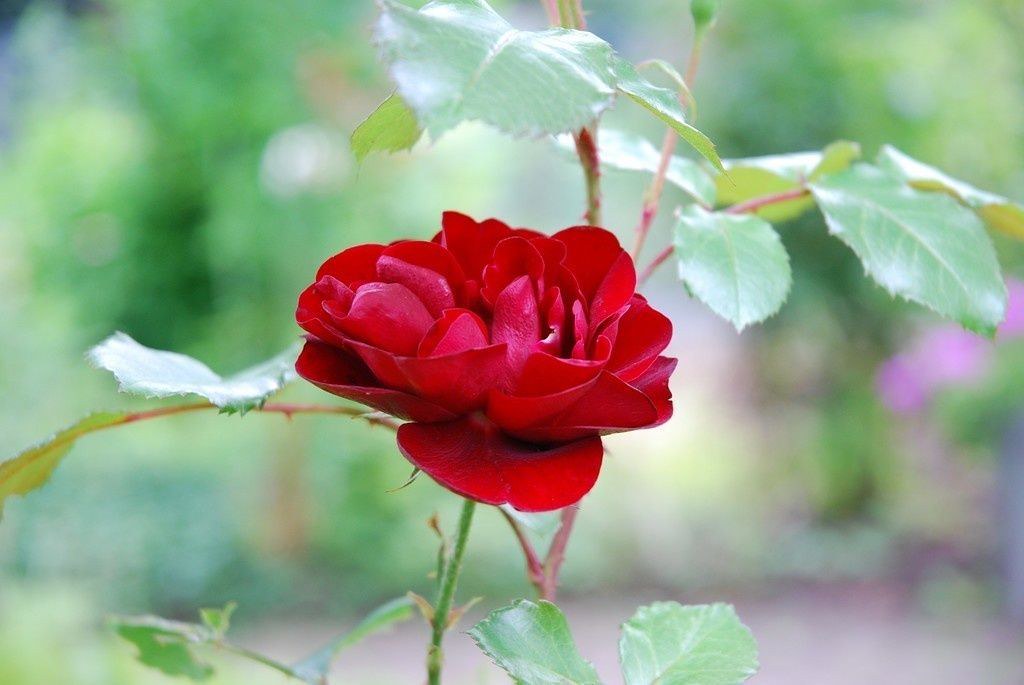 Flower Wallpaper Pc Background Nr31 - Wallpaper - HD Wallpaper 