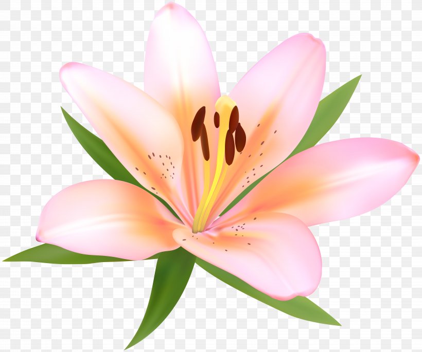 Petal Computer Wallpaper, Png, 8000x6691px, Flower, - Lily - HD Wallpaper 