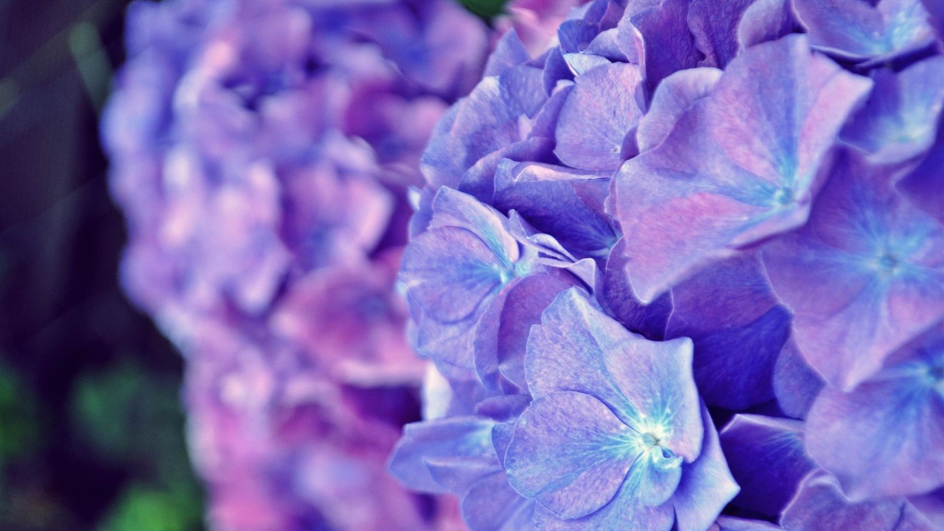 Purple Flower-fresh Flowers Photography Wallpaper2012 - Hydrangea Serrata - HD Wallpaper 