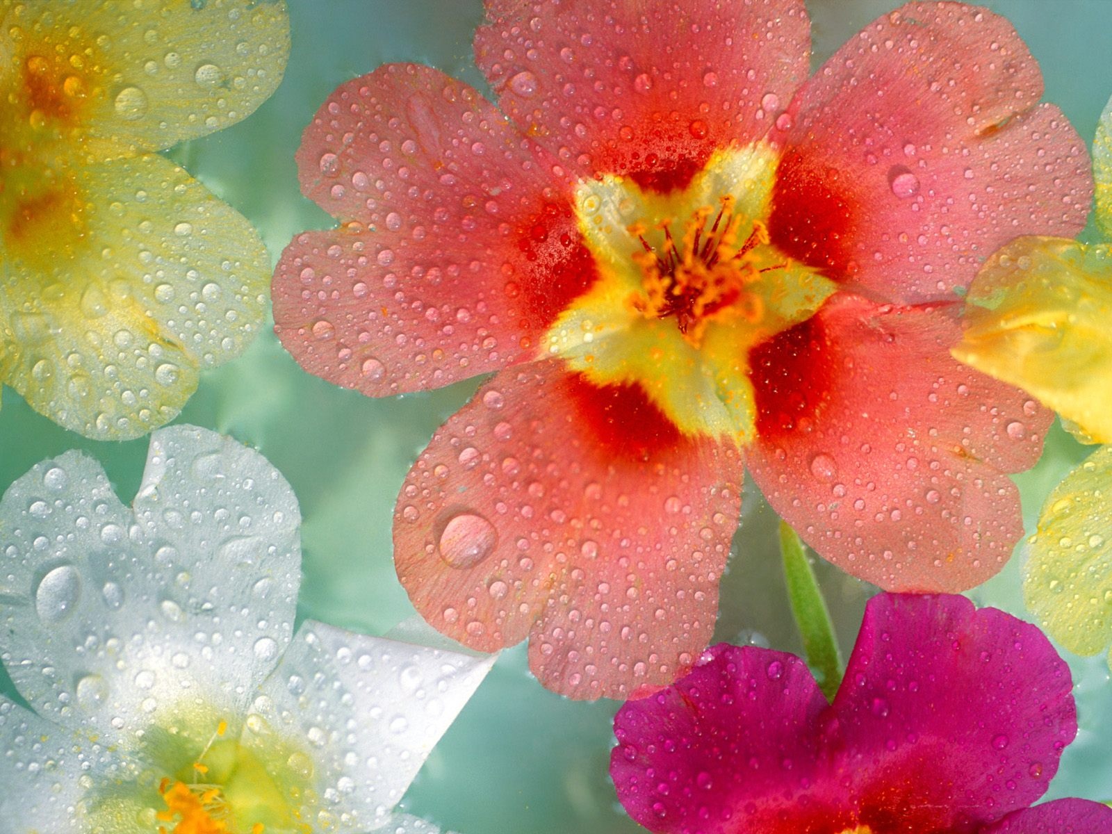 Fresh Flowers - Amazing Beautiful Flowers Water Drop - HD Wallpaper 