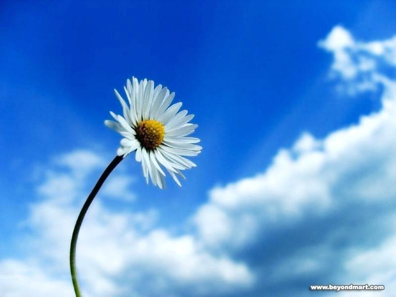 Computer Wallpaper Flowers Collection Of Desktop Wallpapers - Blue Sky With White Flowers - HD Wallpaper 