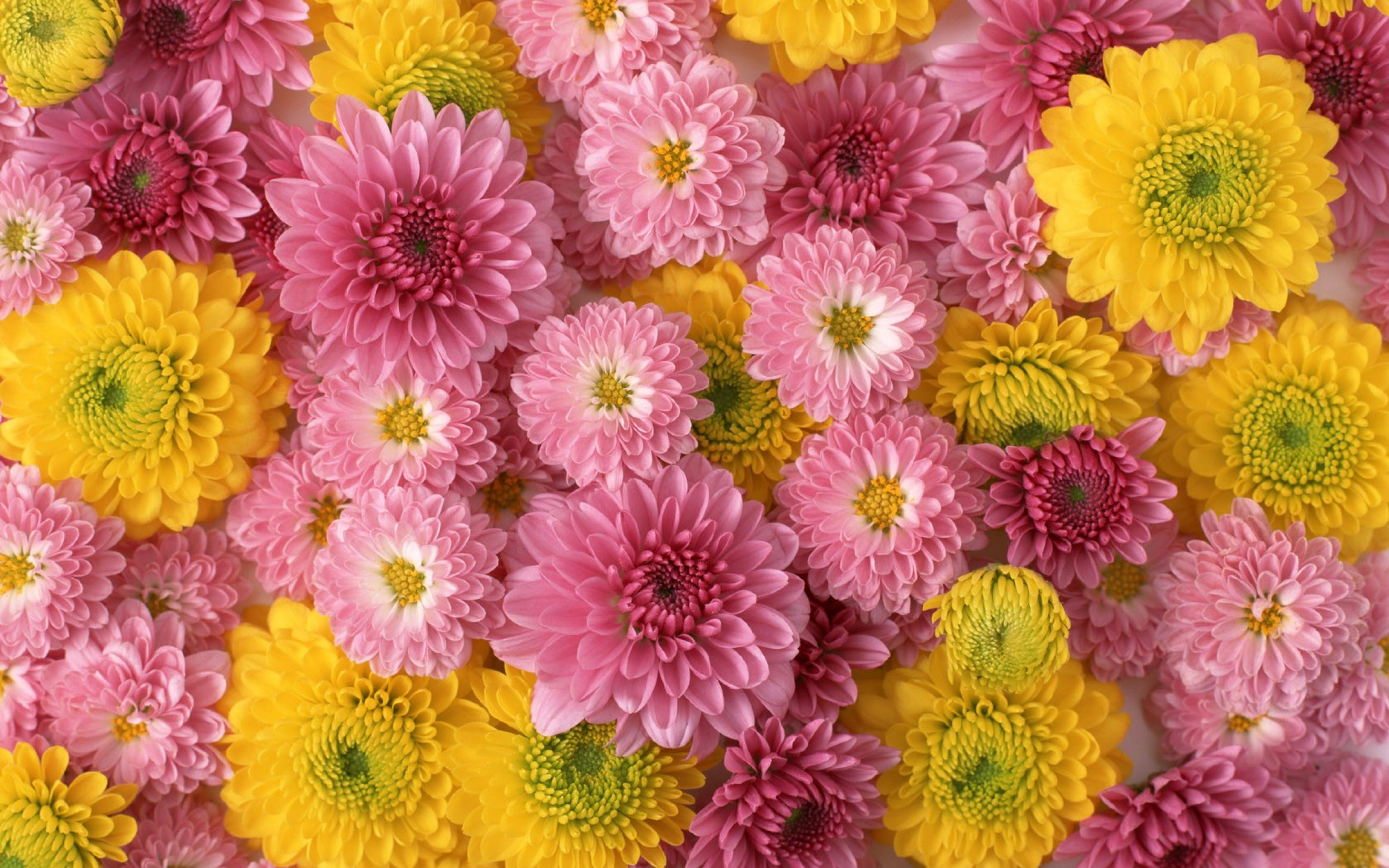 Beautiful Cute Lovely Flowers - HD Wallpaper 