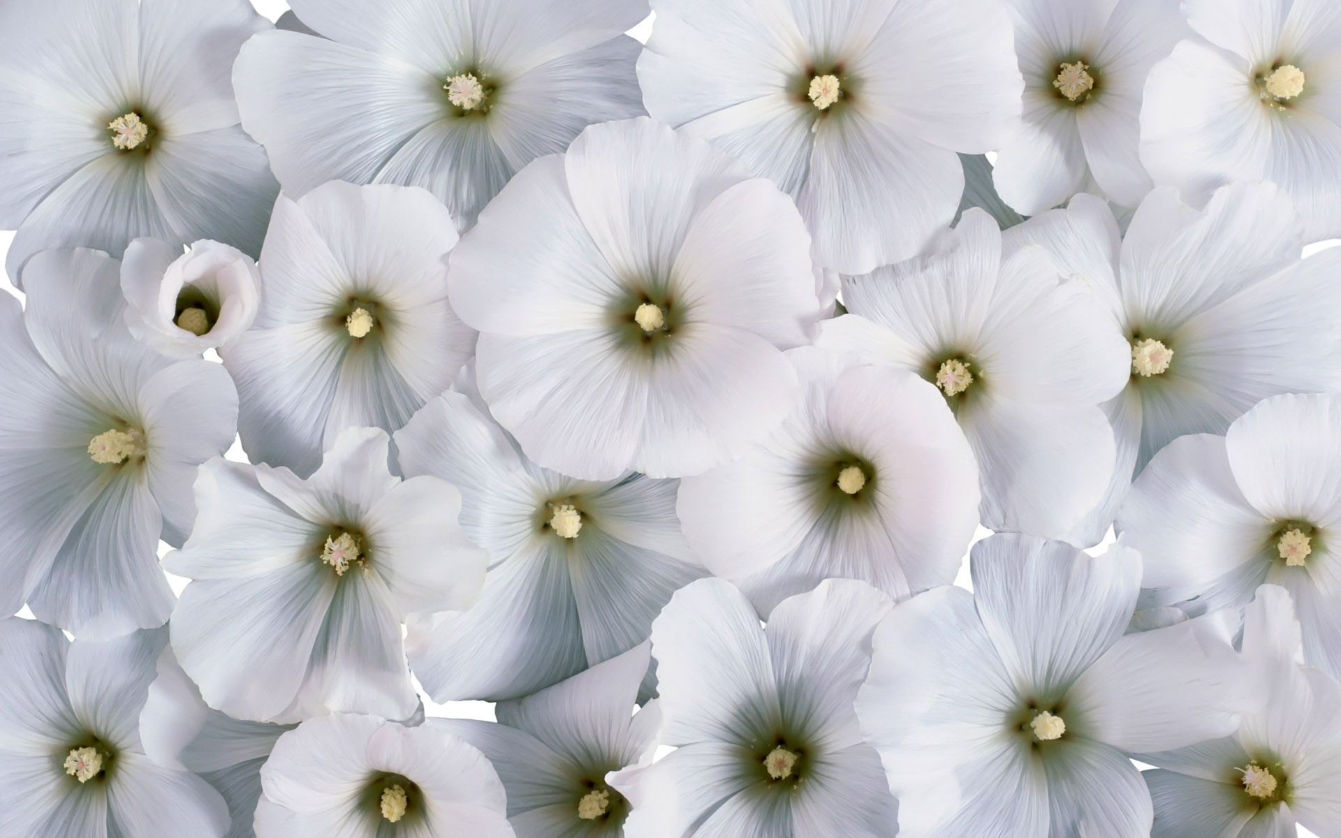 White Flowers Wallpaper Image Picture White Flower Background Hd 19x10 Wallpaper Teahub Io White Flowers Wallpaper Image Picture White Flower Background Hd 19x10 Wallpaper Teahub Io