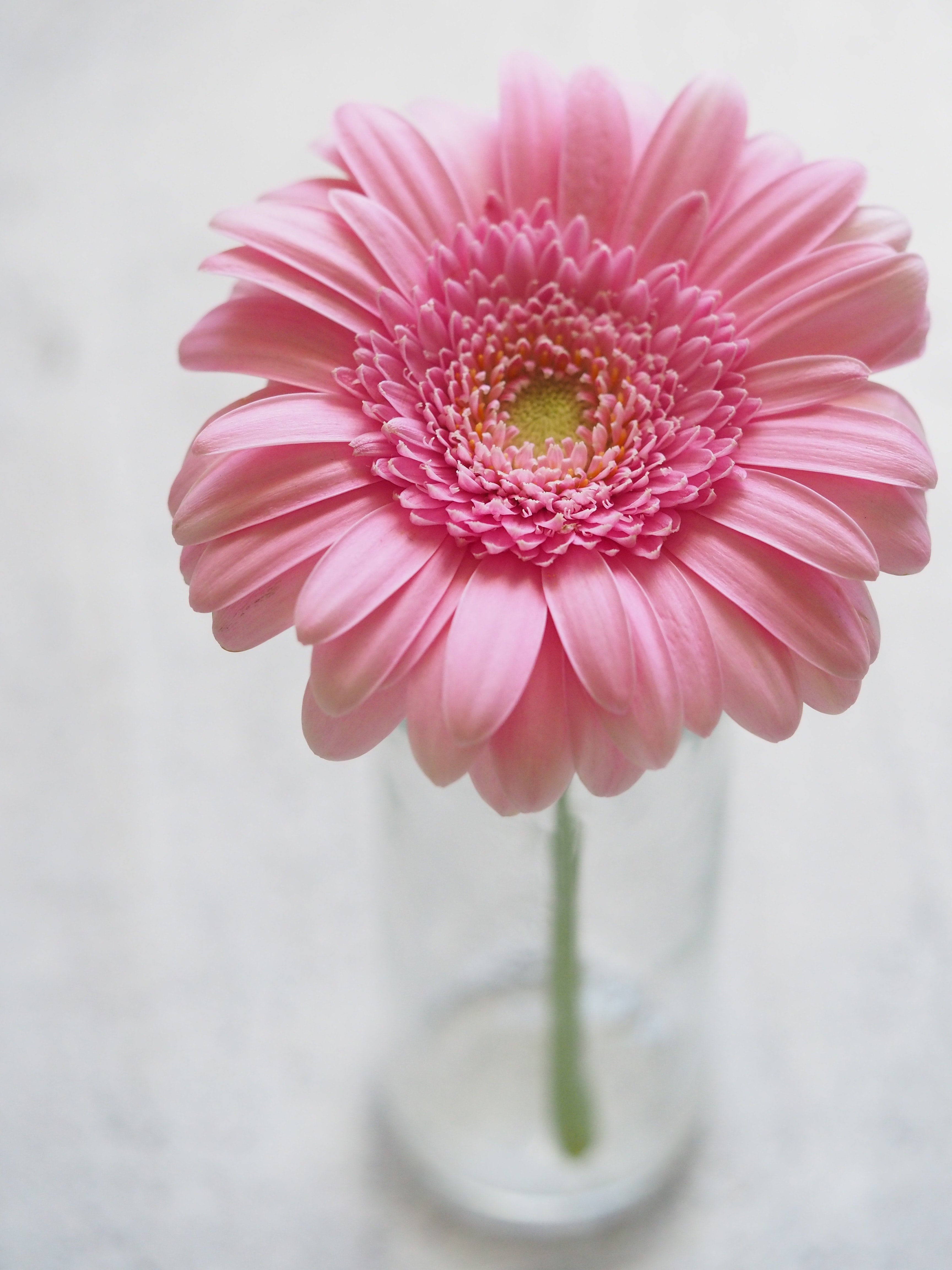 Pink Gerbera Flower In Closeup Photography, Background, - Pink Flower - HD Wallpaper 