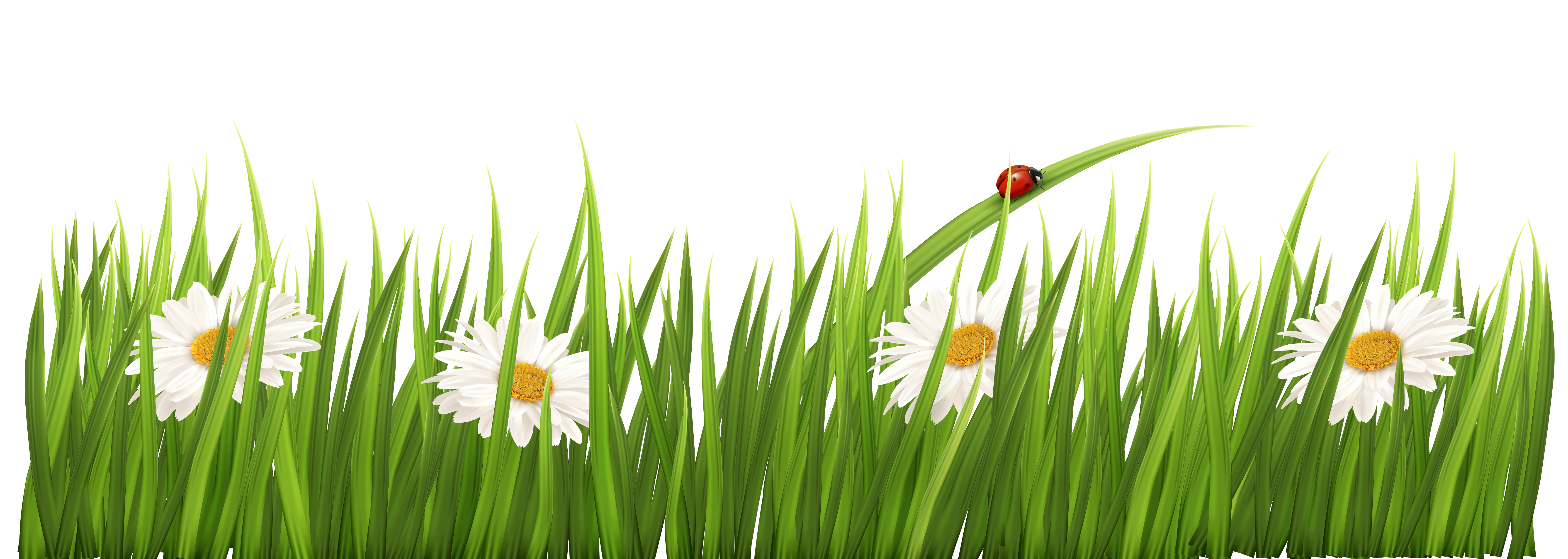 Wheatgrass Meadow Commodity Computer Wallpaper - Transparent Background Grass Clipart - HD Wallpaper 