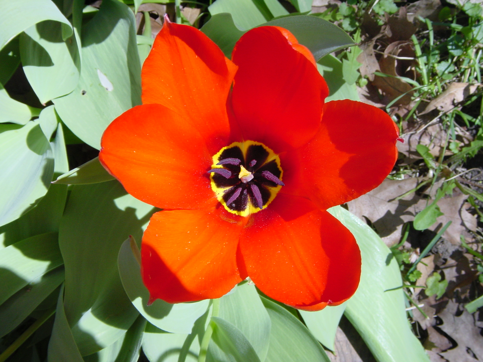 Tulip Flower - HD Wallpaper 