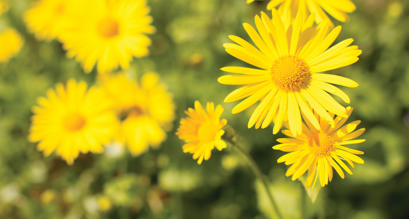 Natural Yellow Flower - Yellow Flowers Daisy - HD Wallpaper 