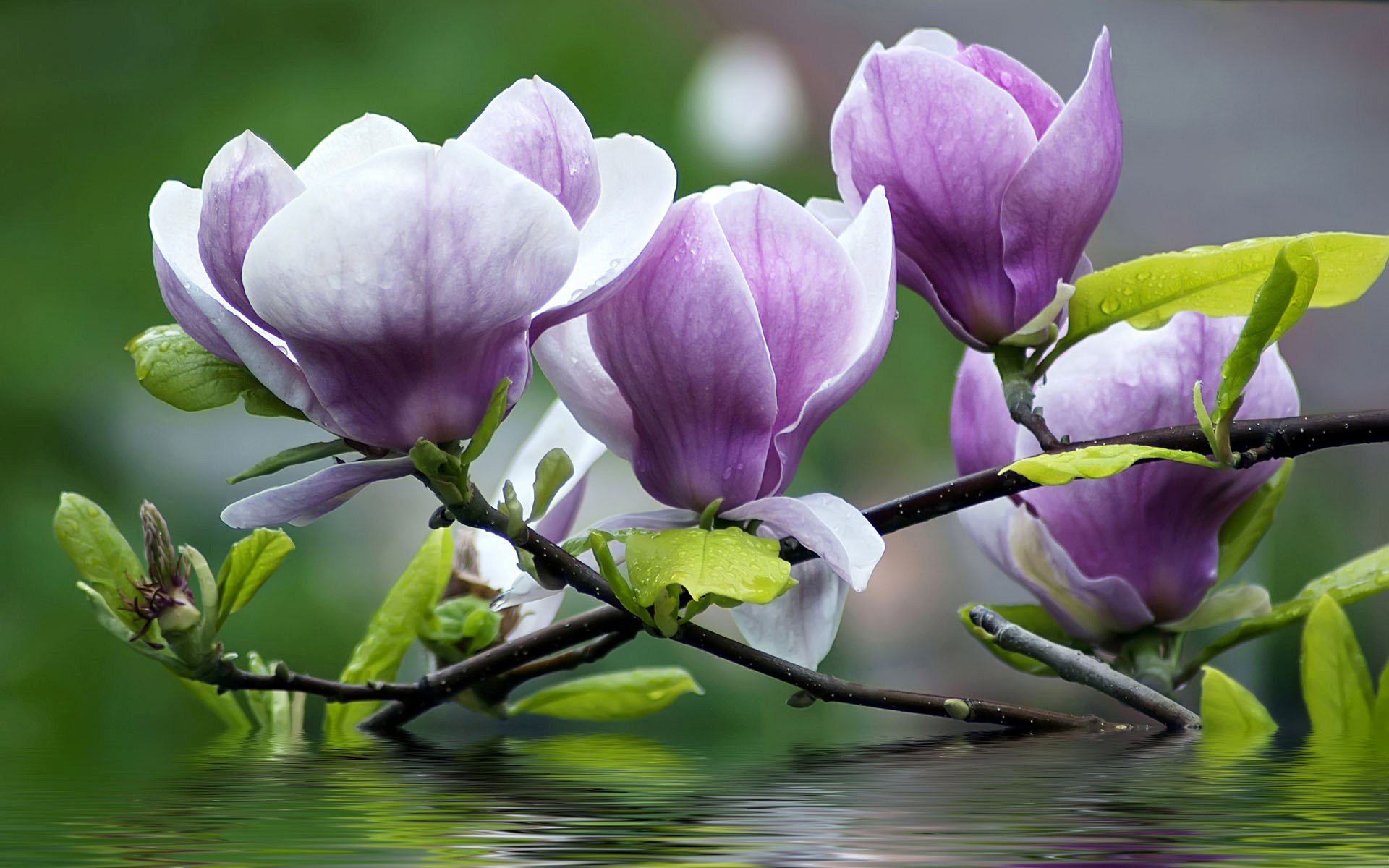 Magnolia Flower Wallpaper - Purple Magnolia Flowers - HD Wallpaper 