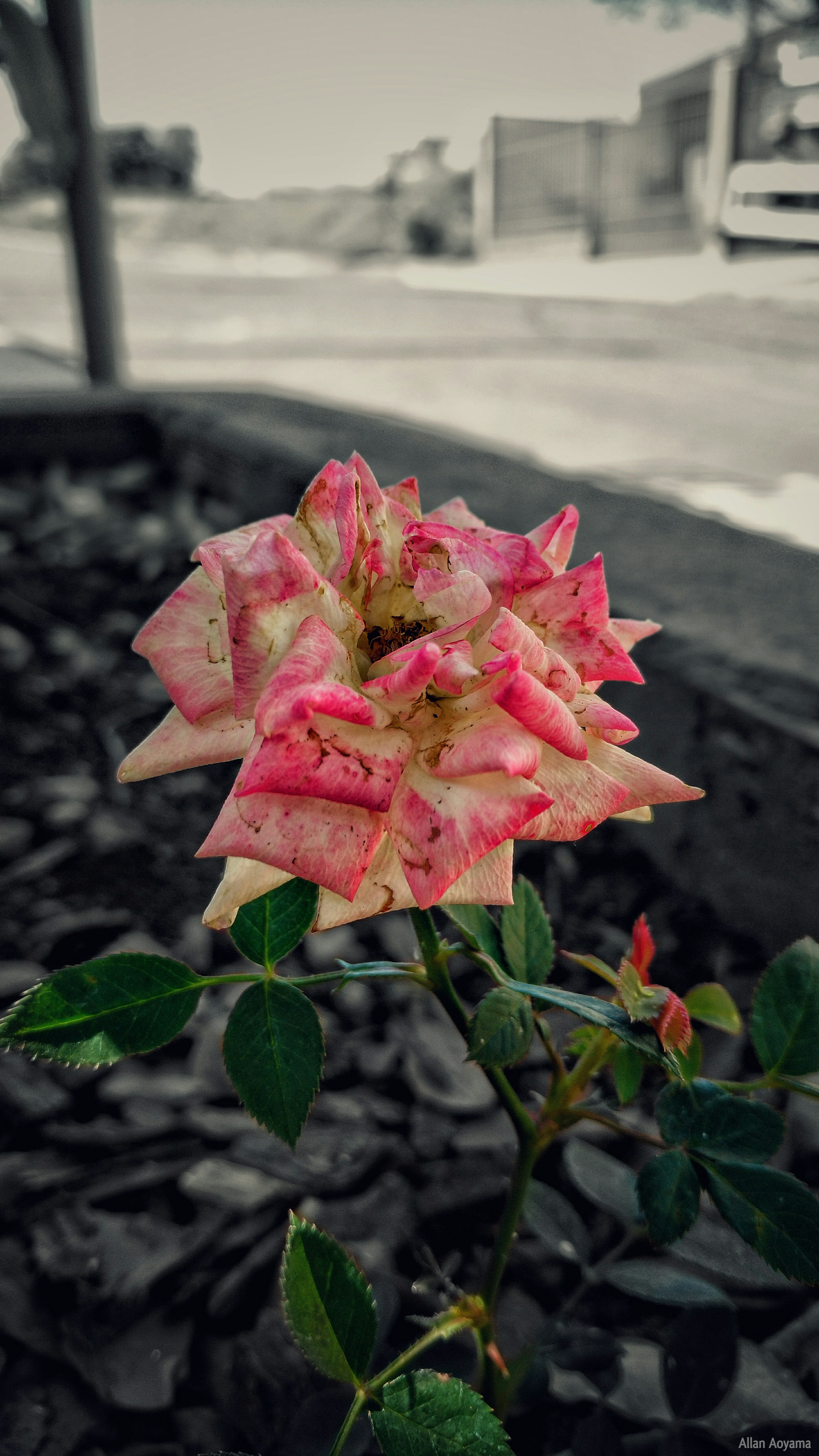 Wallpaper Of Nature And Flowers - HD Wallpaper 