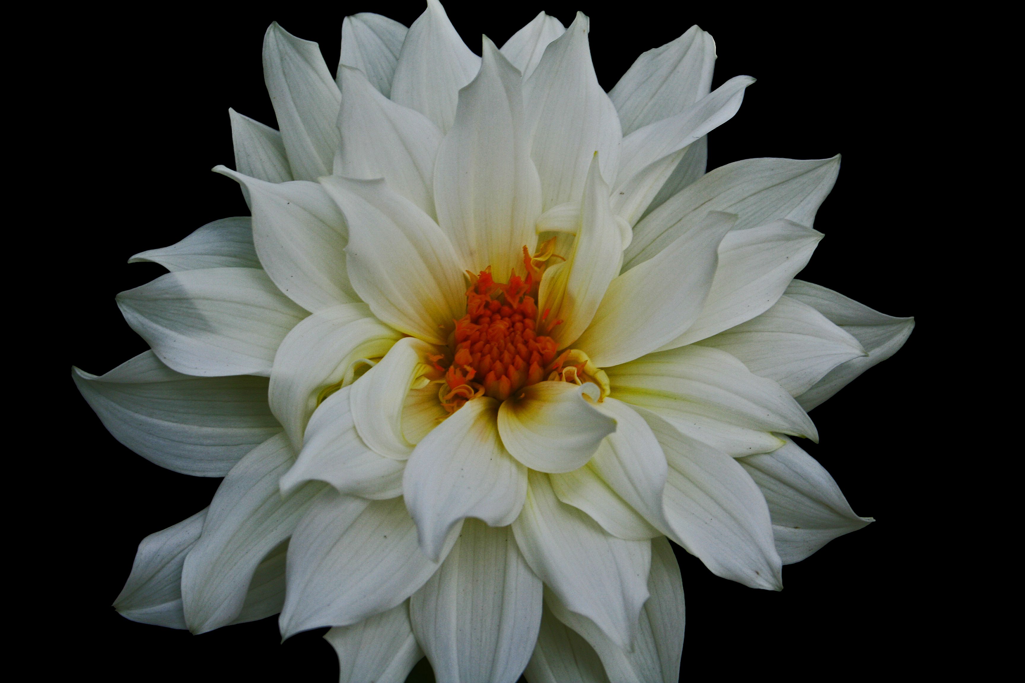 Beautiful White Flower - White Flower - HD Wallpaper 