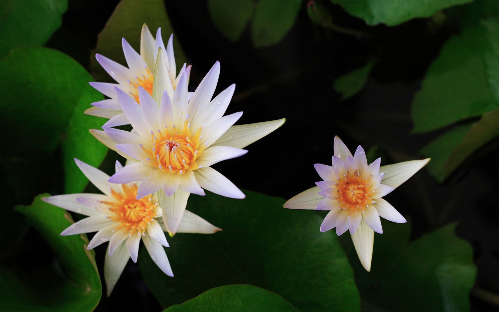 High Res Free White Flowers Wallpapers - HD Wallpaper 