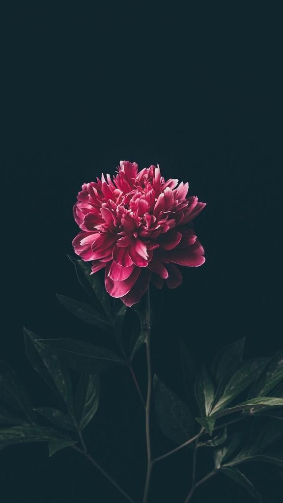 Floral Wallpapers For Iphone - HD Wallpaper 