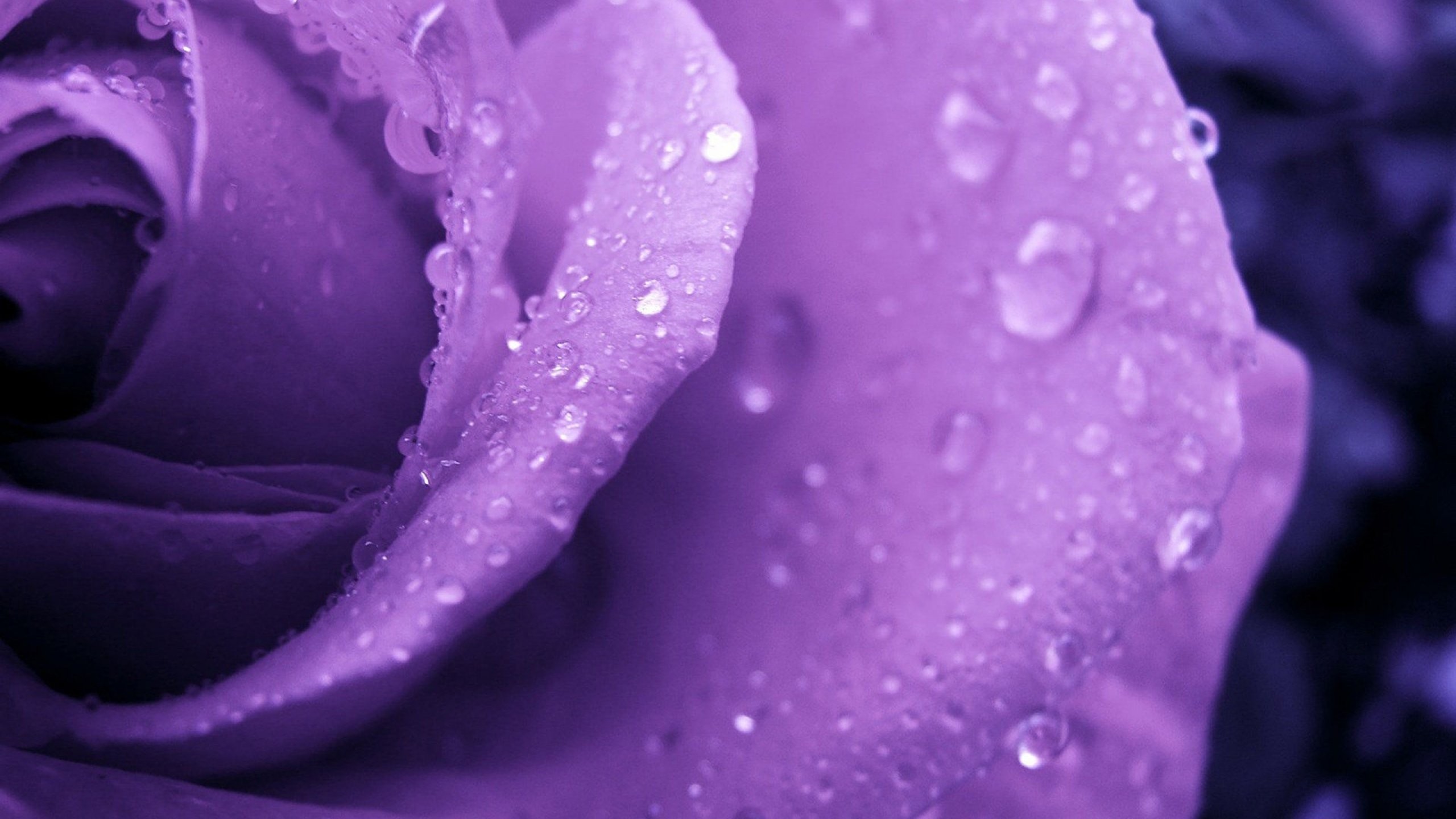 Hd Flowers Wallpapers, Nature, Amazing, Flowers, Picture, - Purple Flower With Water Drops - HD Wallpaper 