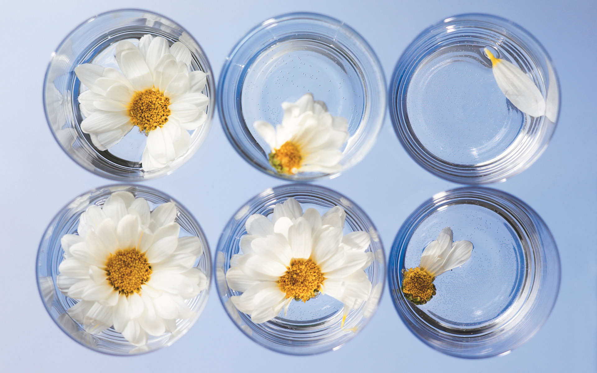 Hd Wallpapers Fresh White Flower Wallpaper - Flower Wallpapers For Desktop - HD Wallpaper 