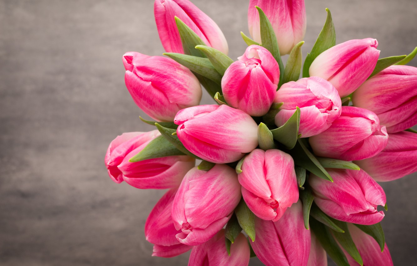 Photo Wallpaper Flowers, Bouquet, Tulips, Pink, White, - Beautiful Tulips Flowers Hd - HD Wallpaper 