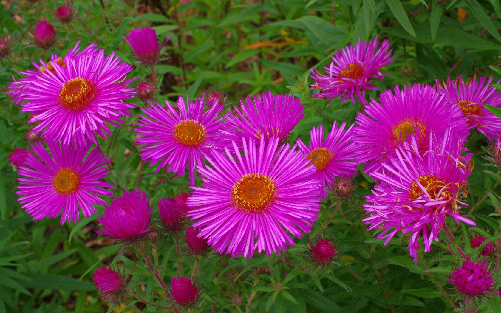 Download Hd Pink Flower Computer Wallpaper Id - Ice Plant - HD Wallpaper 