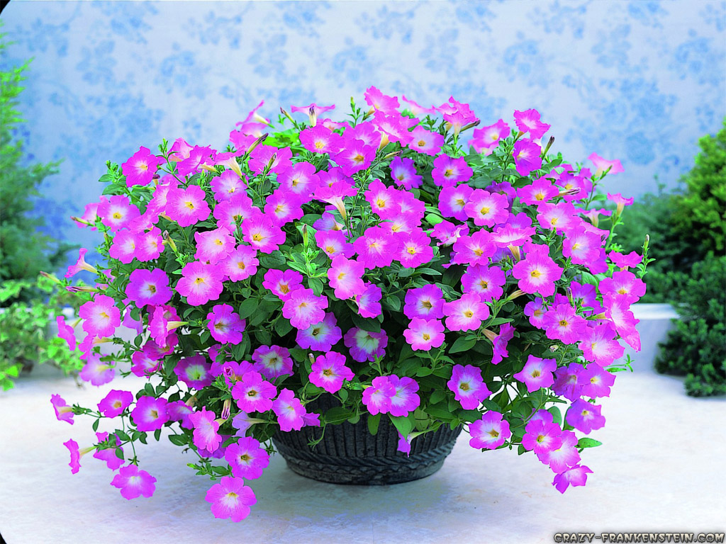 Flowers Plants In Sri Lanka - HD Wallpaper 