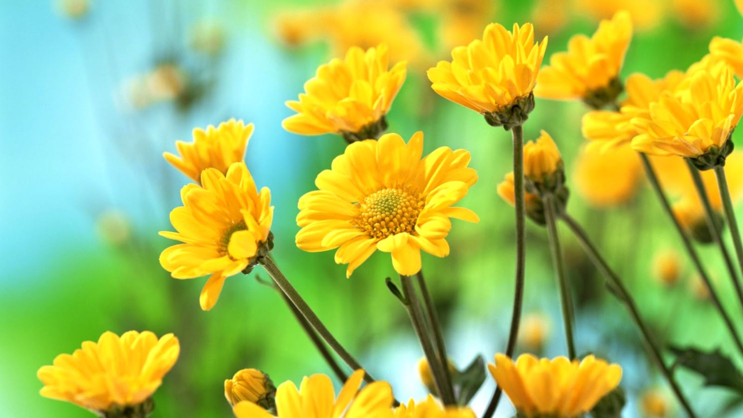 Latest Beautiful Flowers Hd Wallpapers Free Download - Beautiful Flower Images Hd - HD Wallpaper 