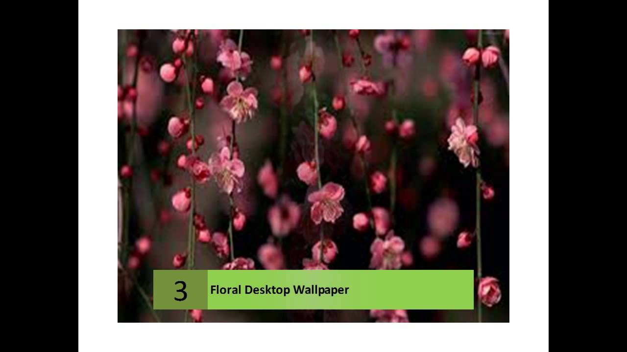 Most Beautiful Wallpaper Flowers - HD Wallpaper 