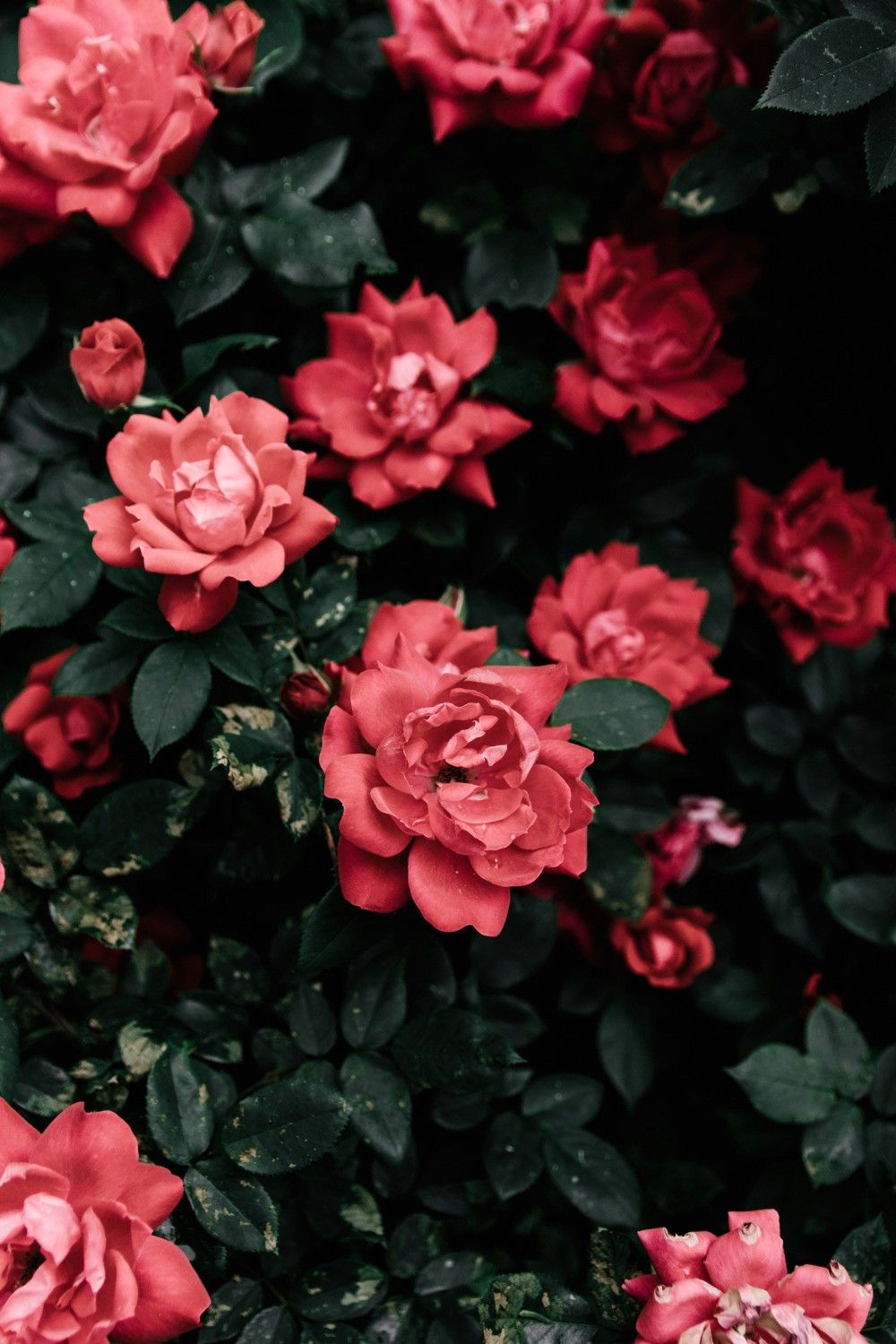 Red Flowers - HD Wallpaper 