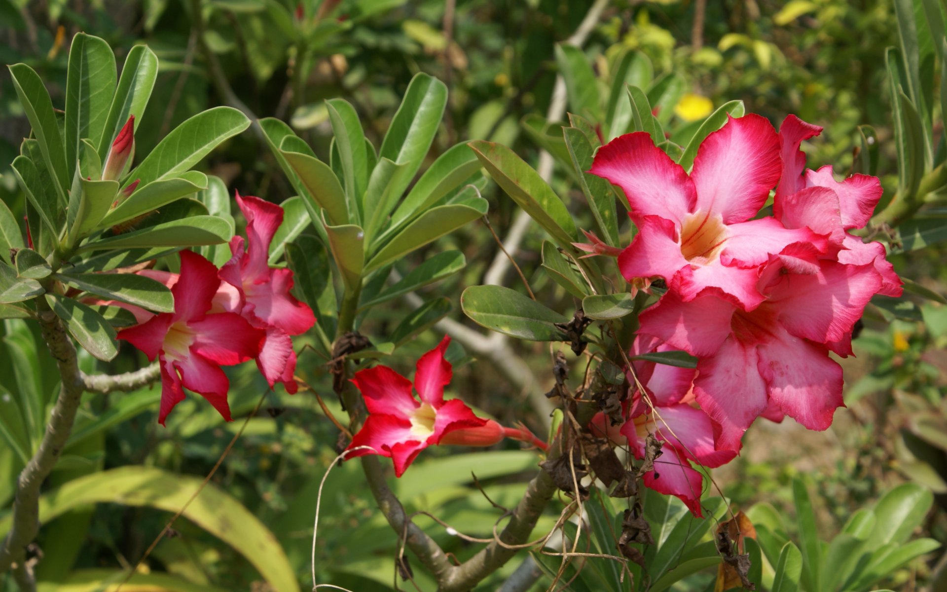 Desert Rose - HD Wallpaper 
