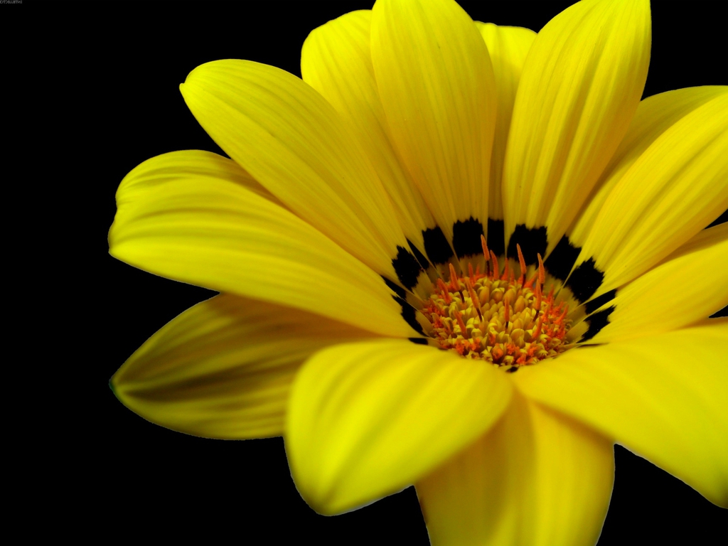 Yellow Flowers Wallpapers, Pc Yellow Flowers Images - Pretty Wallpaper Yellow Flower - HD Wallpaper 