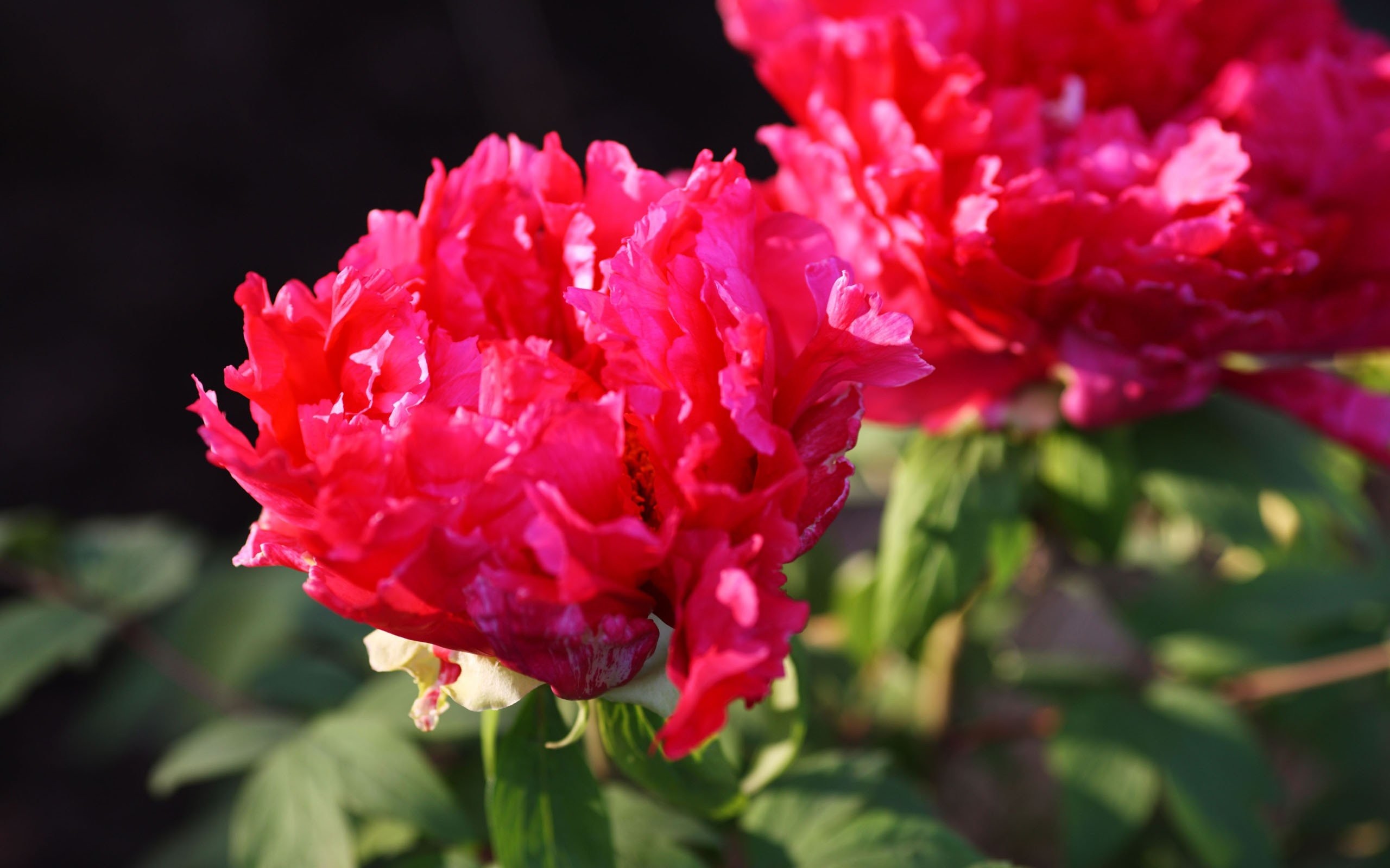 Hd Flowers Wallpapers, Amazing, Flowers, Picture, Free, - Common Peony - HD Wallpaper 