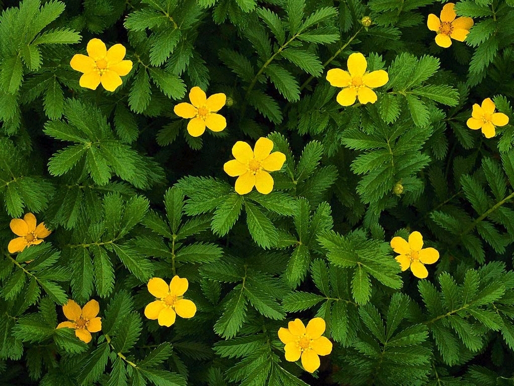 Beautiful Yellow Flowers Wallpapers Desktop Background - Flowers Wallpapers For Desktop - HD Wallpaper 