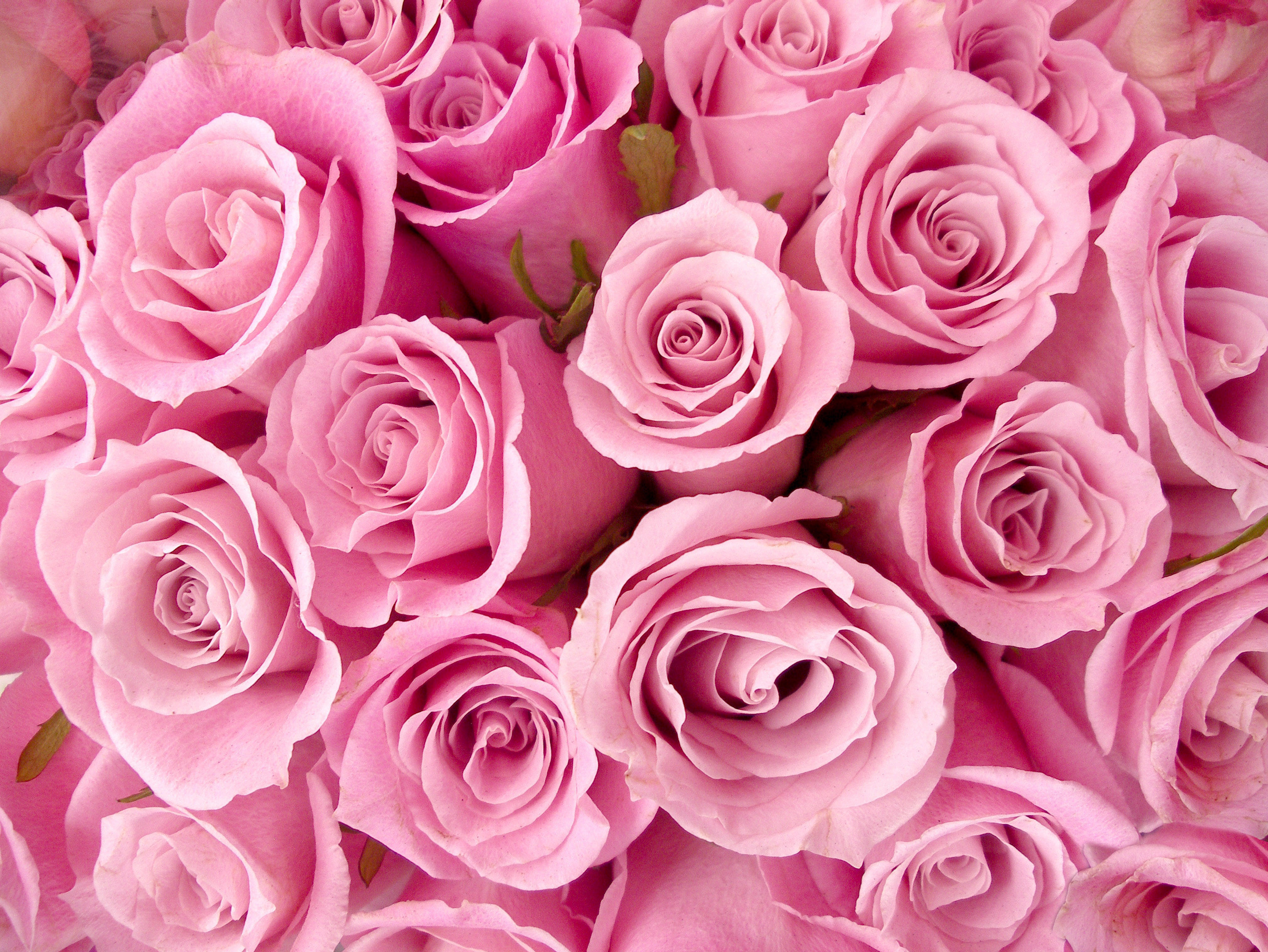 Good Flower Wallpaper - HD Wallpaper 