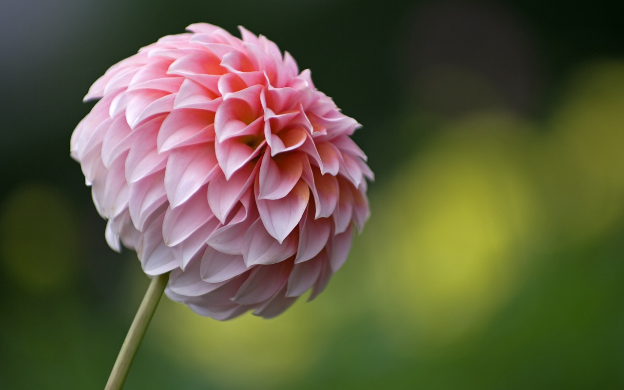 Dahlia Wallpaper - Dahlia Flowers High Resolution - HD Wallpaper 