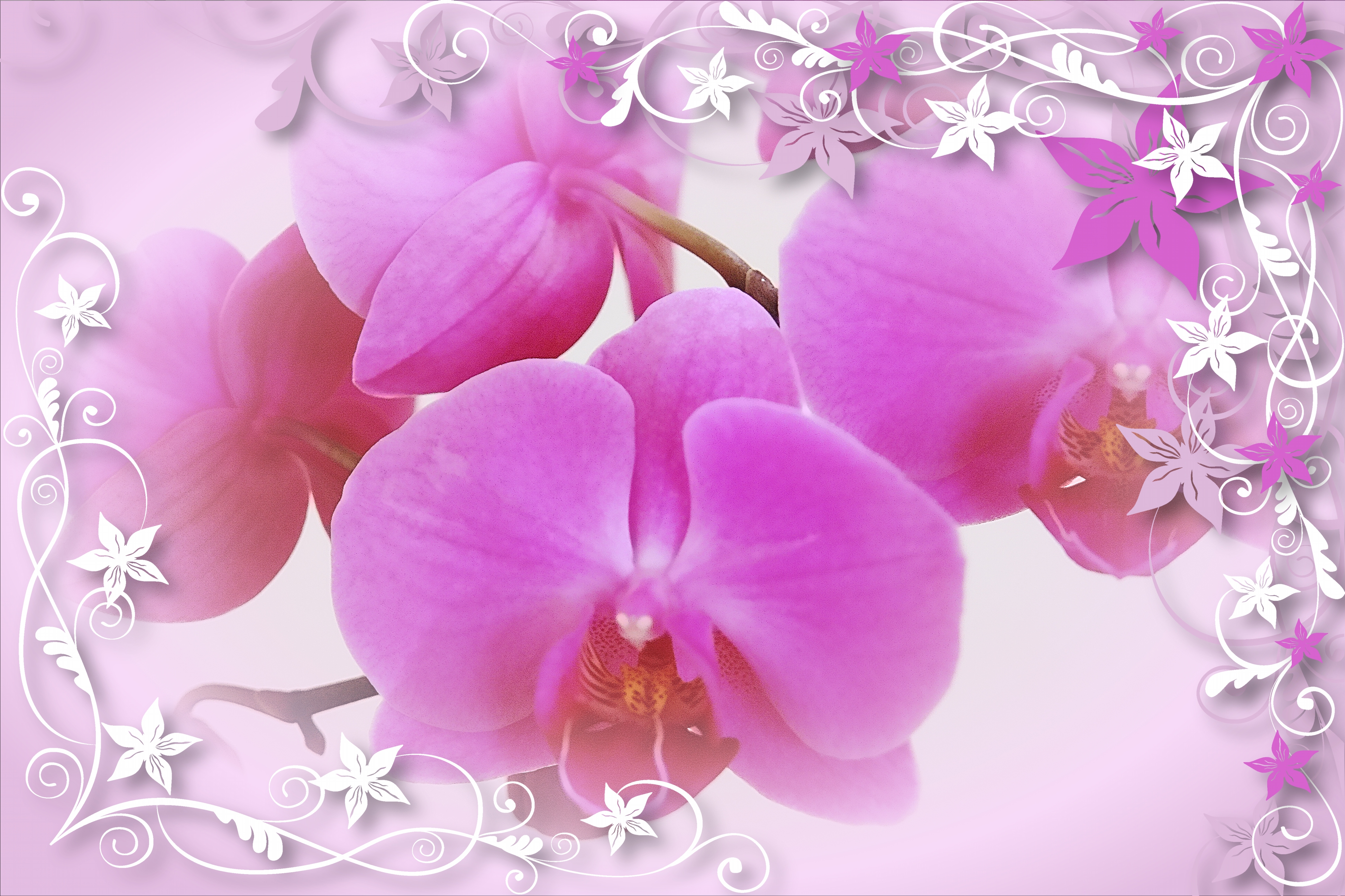 Artistic Purple Flower Border Background Thumbnail - HD Wallpaper 