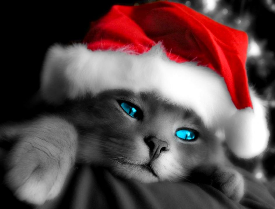 Free Holiday Wallpaper And Screensavers High Definition - Cute Christmas Cats Background - HD Wallpaper 