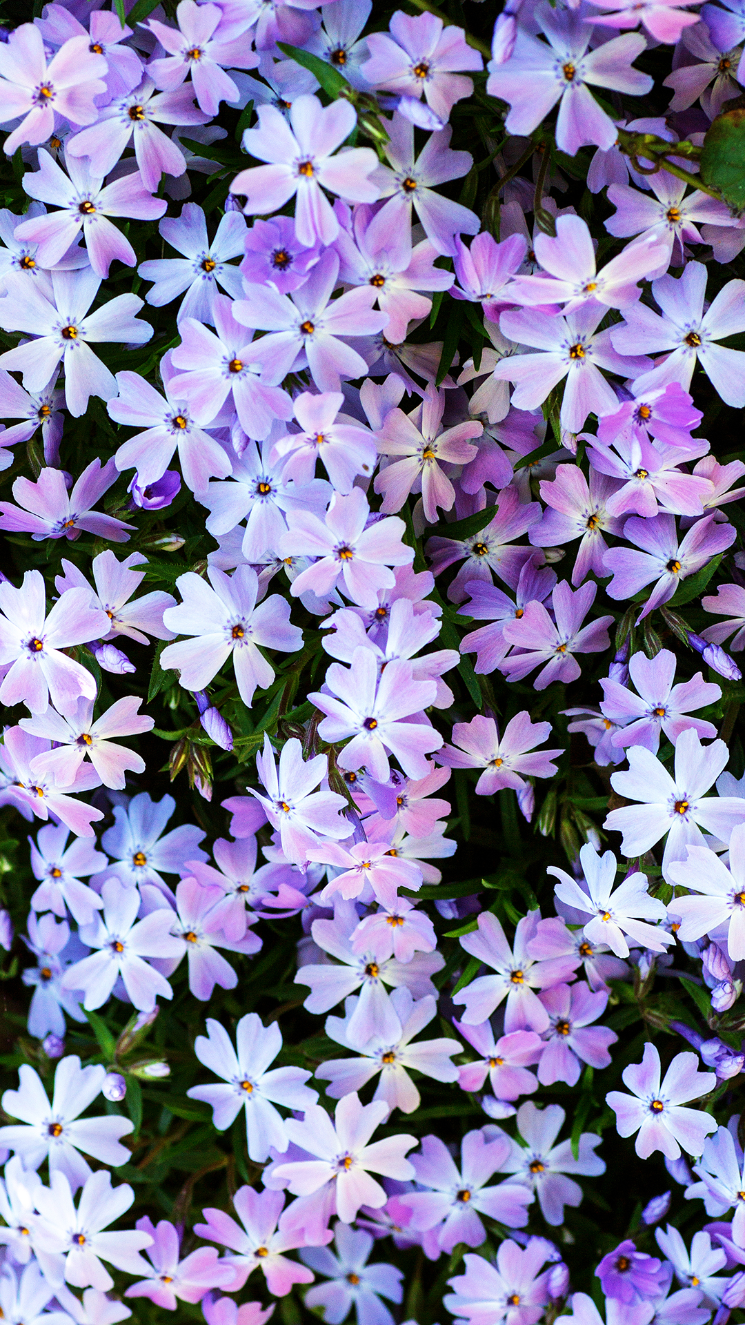 Iphone Backgrounds Flowers - HD Wallpaper 