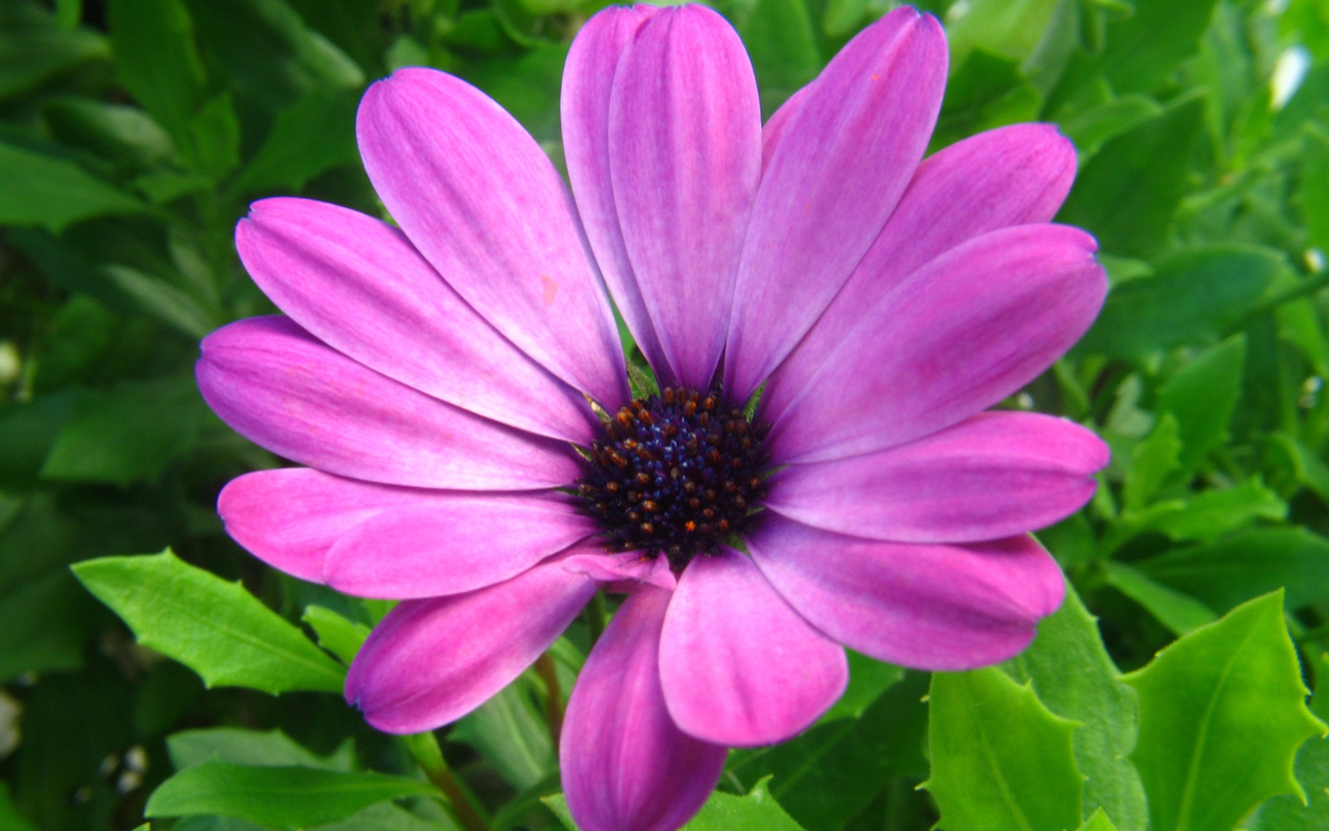 Latest Purple Flowers - Full Images Of Flowers - HD Wallpaper 